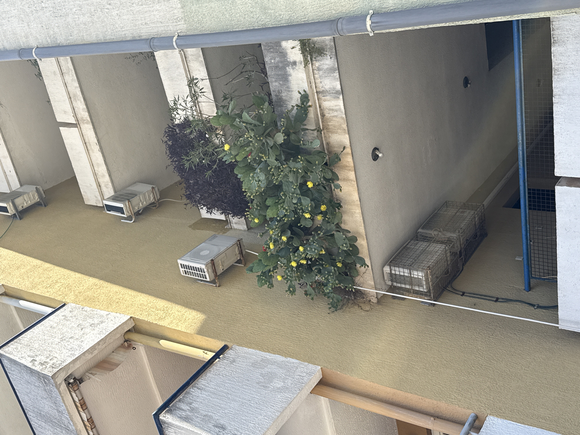 The image shows a close-up view of the exterior of an apartment building with multiple balconies. A prickly pear cactus with yellow flowers is growing on one of the balconies, spilling over the edge. Several air conditioning units are mounted on the exterior walls of the building. The building has a textured yellow facade on one side and a light gray facade on another. A blue railing is visible on a lower level. The overall impression is of an urban residential setting.