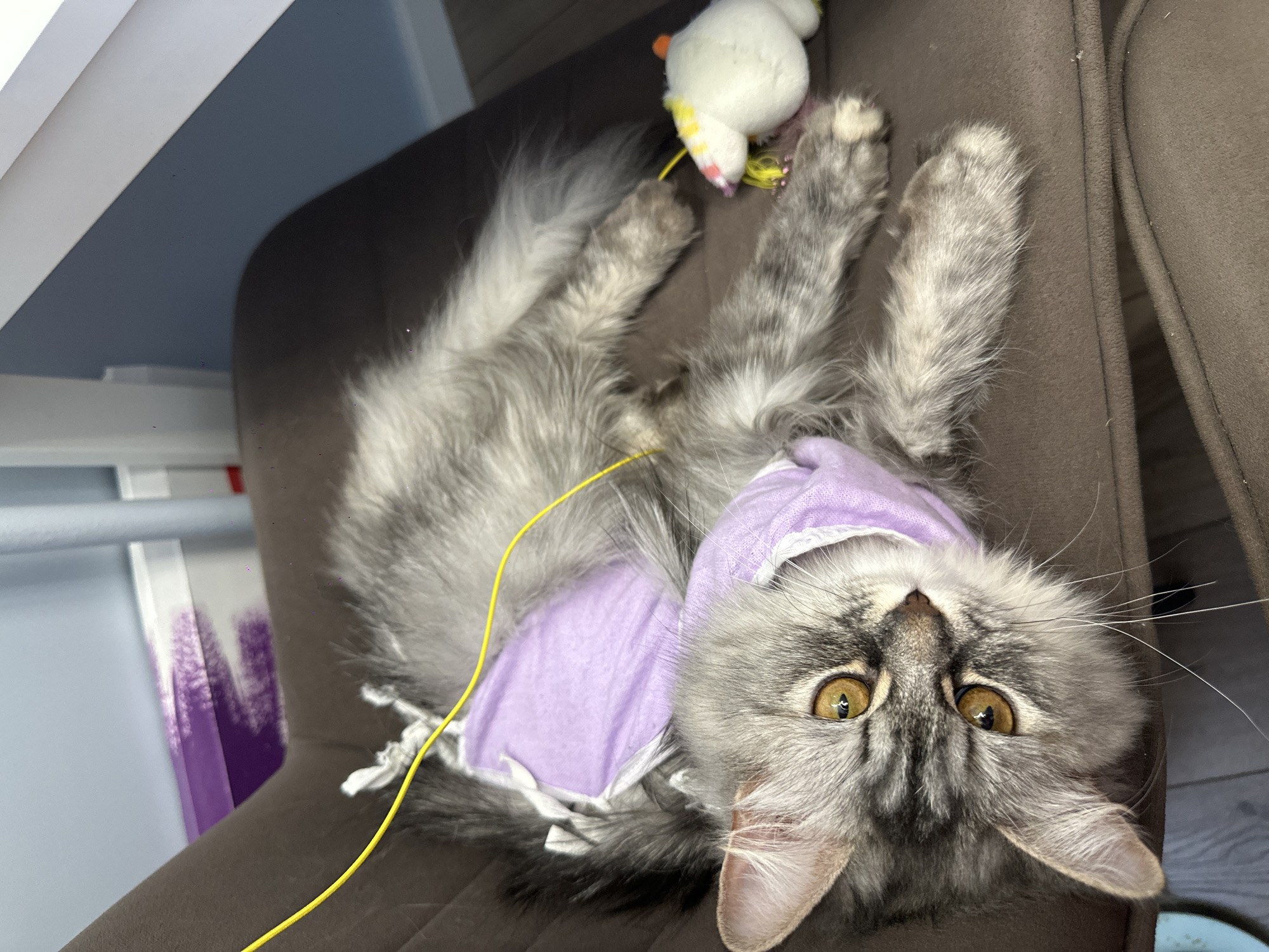 A grey tabby cat, wearing a light purple garment, lies upside down on a brown chair. A white stuffed toy with yellow accents rests near the cat's paws. A yellow string is visible near the cat. The environment is indoors, possibly a home. Location is Chaikovsky, Russia.