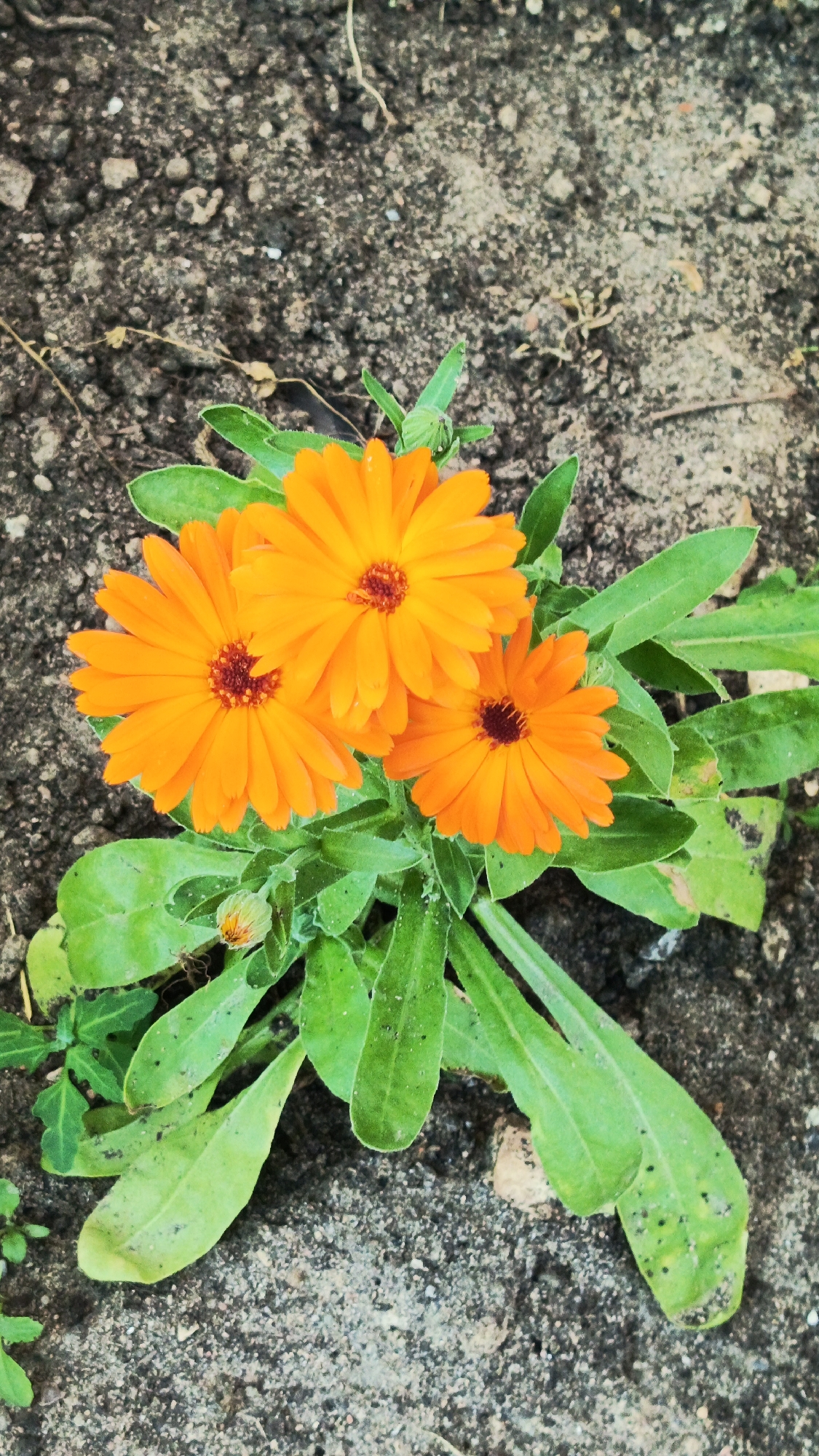 This image depicts a close-up, top-down view of three bright orange calendula flowers with dark reddish-brown centers, growing from a plant with vibrant green leaves. The flowers are arranged in a cluster, with two larger blooms positioned above and to the left of a smaller one. A single unopened bud is also visible on the lower left side of the plant. The flowers and foliage are set against a backdrop of dark, somewhat rough soil, with small pebbles and dry plant debris scattered throughout. The lighting suggests an outdoor setting, possibly in a garden or natural environment. The image does not contain any people or any identifiable landmarks or context that would allow for its specific location within Zvenigorod, Russia, or any other city.