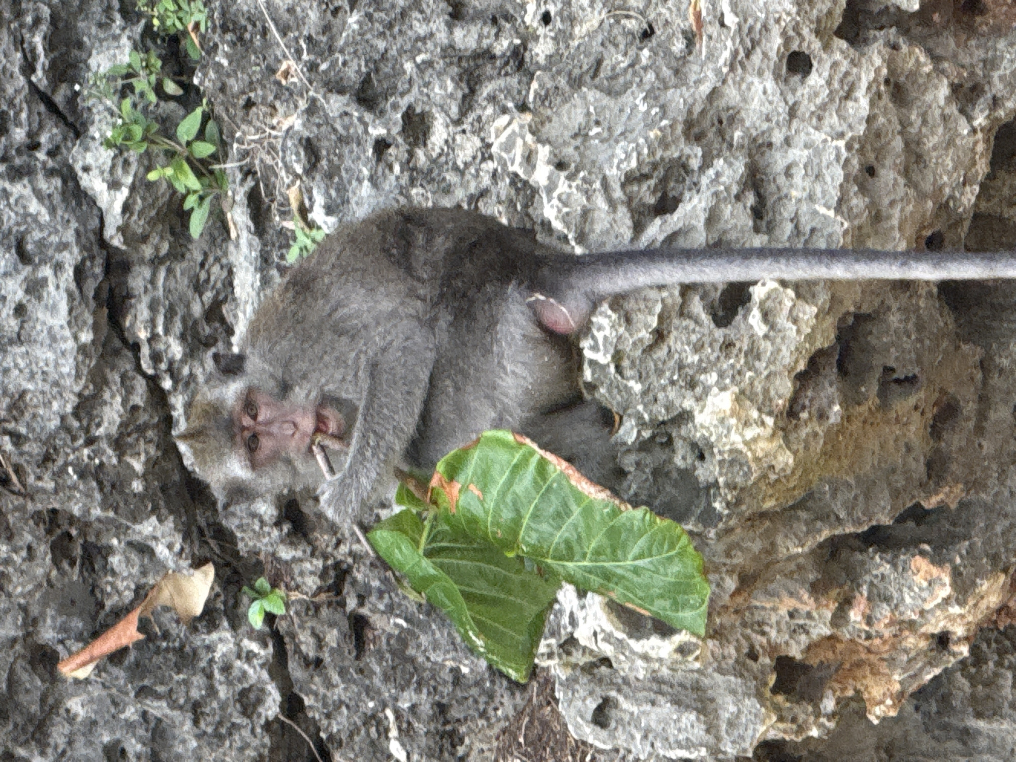 A monkey rests on a rocky surface. The monkey, which appears gray in color, is lying sideways, with its head near the bottom-left corner. A large green leaf is located near the monkey's underside. Small green plants are visible in the top-left corner. The rocky surface is rough and uneven. This is in Pecatu, Indonesia.