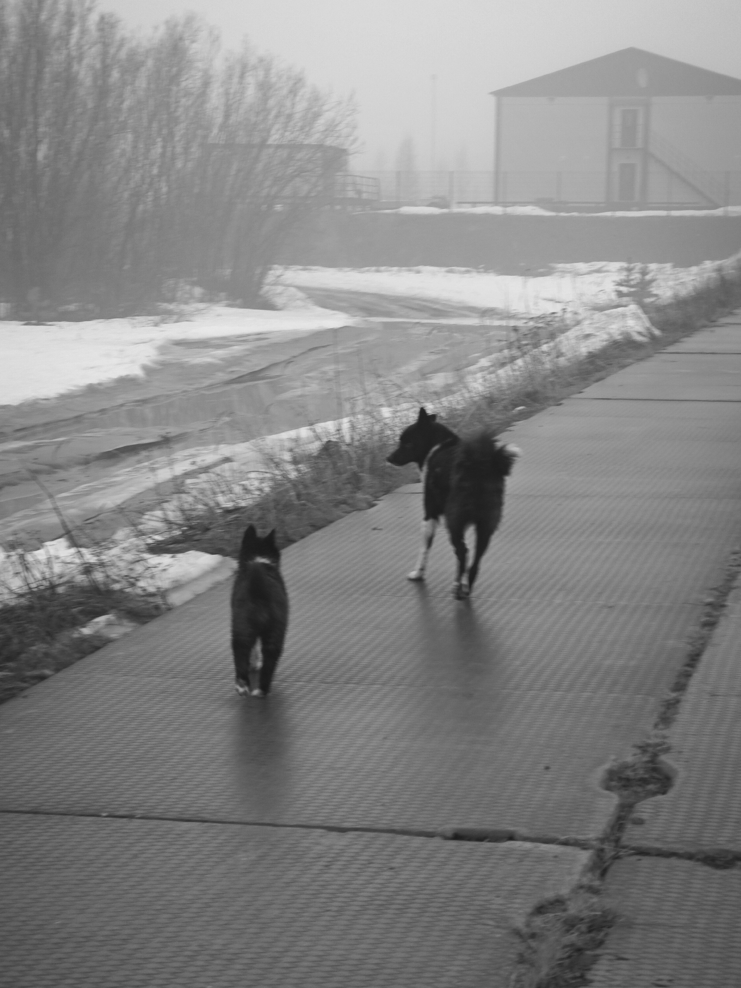 Two dogs are walking away from the camera on a concrete road with a textured surface. The dog closer to the viewer is smaller than the one ahead. To the left of the road, there is a snow-covered area with sparse vegetation. In the background, through the mist, there are trees and a building. The image is black and white. The location is not explicitly stated, but the environment suggests a cold climate, possibly in a rural or semi-rural area. The context of being in the city of Unknown, Russia is provided.