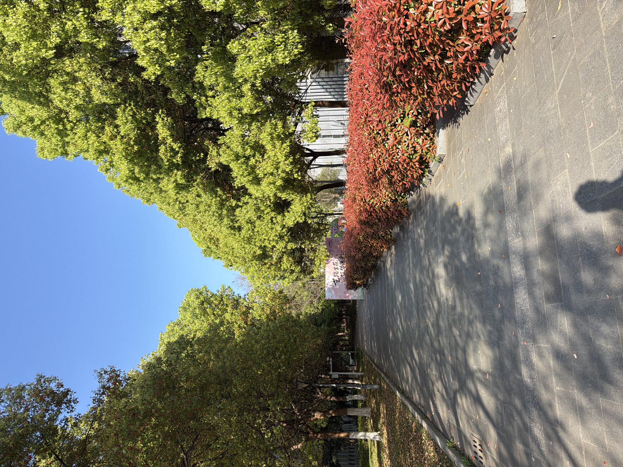 The image depicts a tree-lined walkway in Jiangning District, China, likely within a park or university campus. The walkway, constructed of gray pavers, stretches into the distance and is partially shaded by the trees. To the left are trees with green foliage, while on the right a hedge with red-brown foliage runs along the walkway's edge. Fallen leaves are visible along the walkway's border. The sky is clear and blue. A shadow is cast onto the walkway.