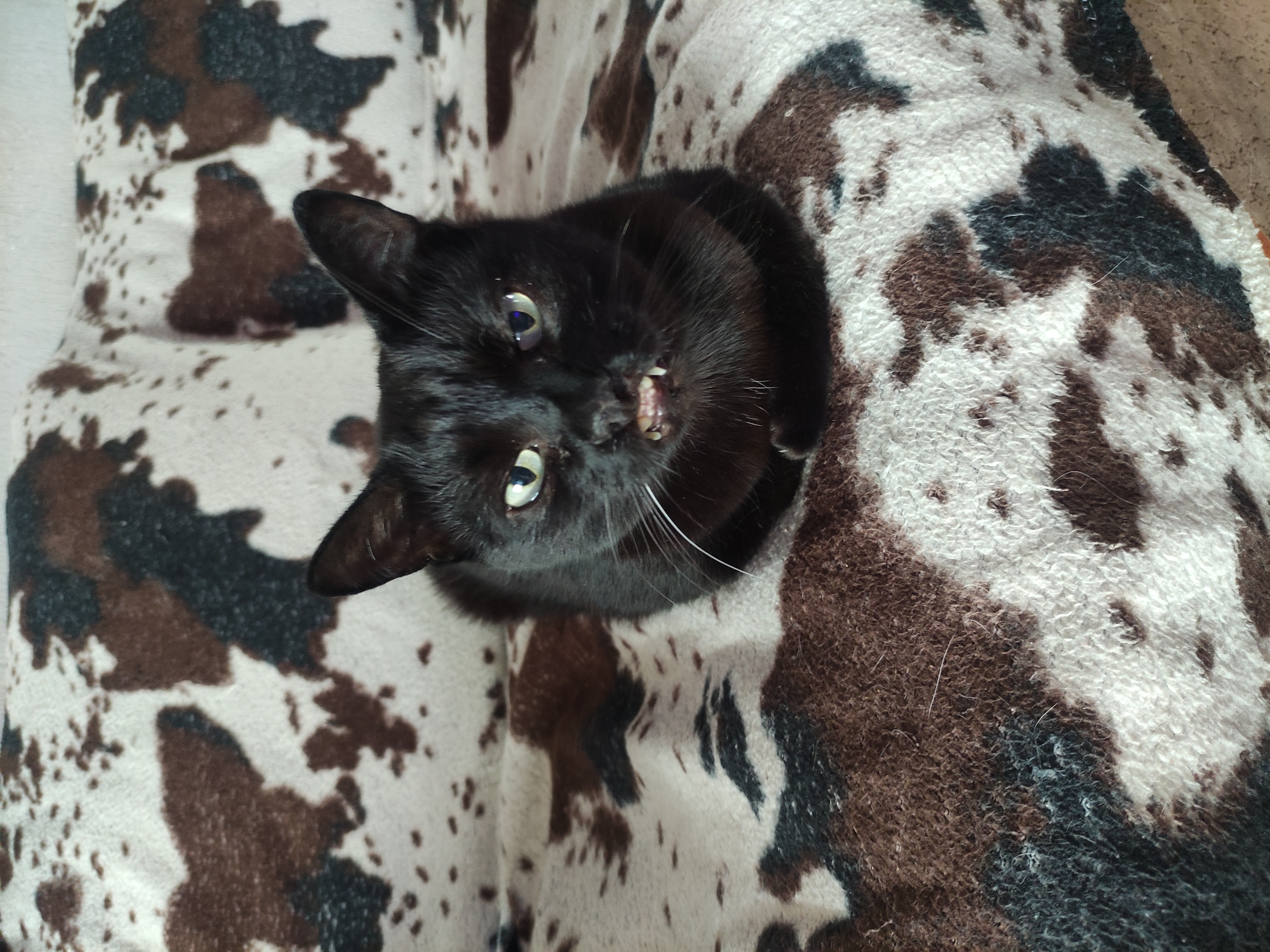 A black cat lies on a cow-print blanket, its head tilted, looking upward with its mouth slightly open, revealing teeth. The blanket is a mix of brown, black, and white spots on a textured fabric. The location is indeterminable from the image. There is no evidence of people or the city of Pavlodar, Kazakhstan.