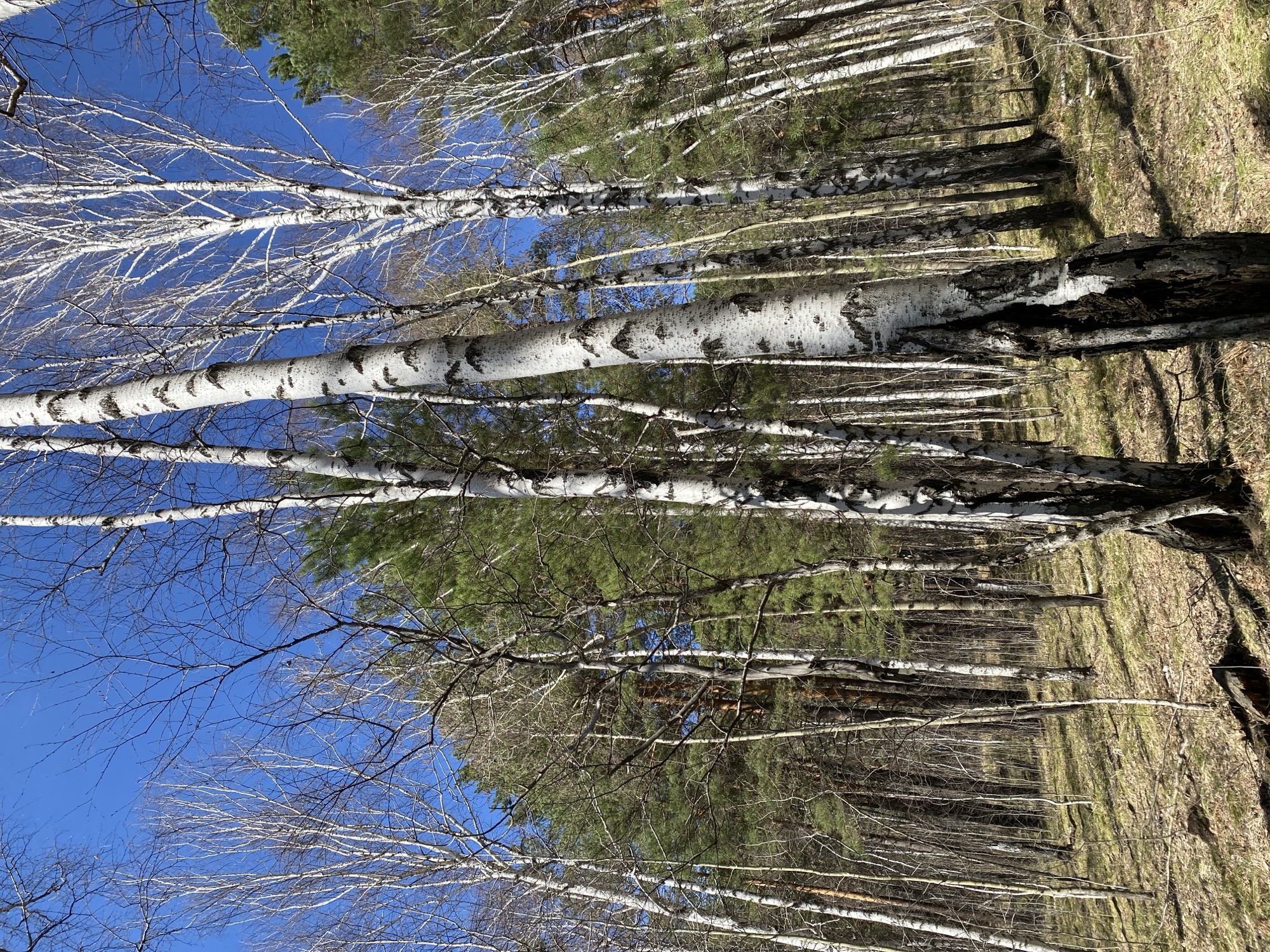 The image depicts a forest scene, likely in the vicinity of Patrony, Russia. Predominantly featuring birch trees with their characteristic white bark and dark markings, the trees are captured from a low angle, with branches reaching towards a bright blue sky. Some of the birch trees have lost their leaves. There are also coniferous trees. The ground is covered with dry leaves and grass.