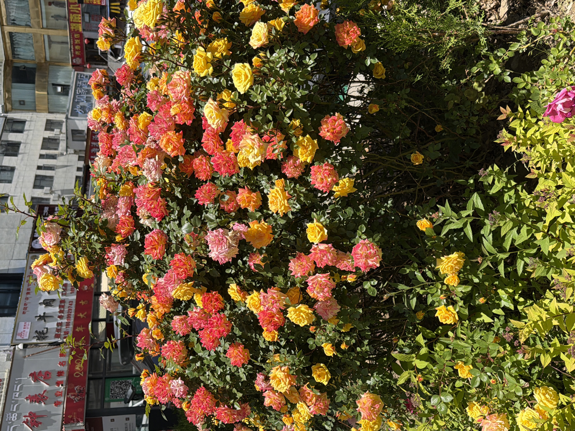 The image features a vibrant rose bush heavily laden with blossoms, serving as the central subject in an urban setting. The roses display a rich mix of colors, predominantly bright yellow, along with striking combinations of pink and red, some appearing bi-colored or multi-toned, transitioning from pink/red to orange/yellow. The bush's lush green foliage fills much of the foreground and midground.
In the background, multi-story urban buildings are visible, characterized by their light-colored facades and numerous windows, suggesting a commercial or residential area. Several signs with Chinese and some Tibetan text are prominently displayed on these buildings. Visible Chinese text includes "专业修名:18059923743" (Professional repair name and phone number), "2000萬年大吉" (a phrase wishing great auspiciousness), "如如家酒店" (Ruru Home Hotel), "兴清饭店" (Xingqing Restaurant), and "湖南小里" (Hunan Xiaoli, likely a business name). Tibetan script reads "ད་ཚོང་ཁང་།" (possibly "Shop") and "གཡག་ཤ་སྐམ་" (possibly "Yak meat"). A QR code is also discernible on one of the signs.
The scene is illuminated by bright sunlight, indicating daytime and clear weather conditions, casting distinct shadows and enhancing the vivid colors of the flowers. No specific human activity is depicted. The overall impression is a cheerful display of nature integrated into an urban environment in Chengguan District, China.