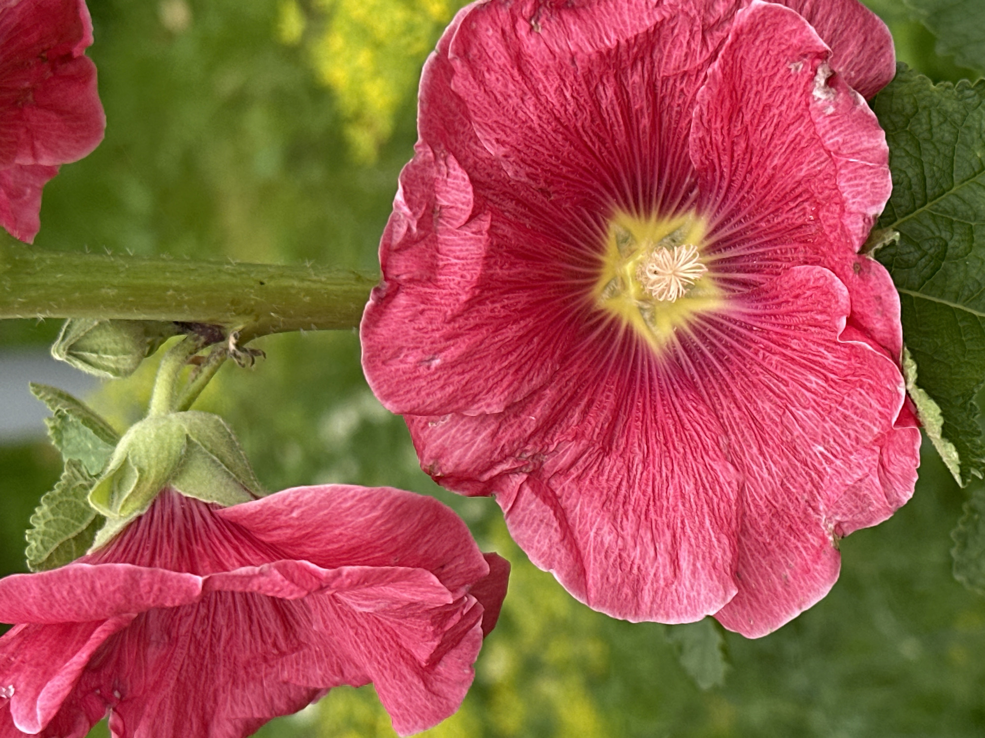 In Novogorbovo, Russia, a close-up, vertical shot focuses on a bright pink hollyhock flower in bloom. The flower, with its deeply veined petals, is the main subject, positioned in the foreground and taking up a significant portion of the frame. A second, partially visible hollyhock bloom and a bud are also present, attached to a thick, green stem that runs vertically through the image. The background is a soft blur of green foliage and hints of yellow, suggesting a garden setting. The lighting is natural, highlighting the delicate texture of the flower petals. There are no people or animals visible in the scene.