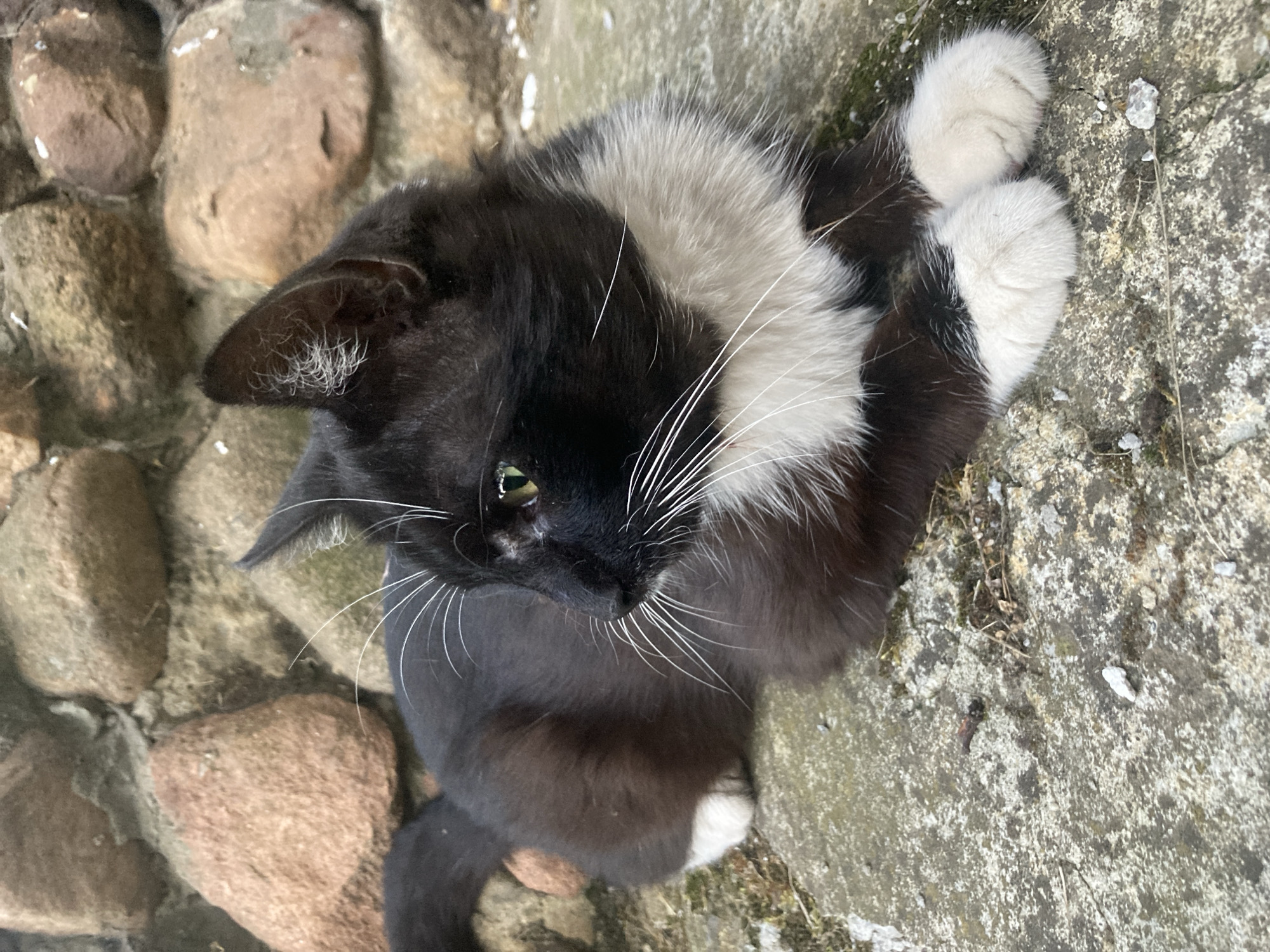 A black and white cat is resting on a stone surface in front of a stone wall. The cat is facing to the left, with its green eyes visible. Its fur is predominantly black with white markings on its chest, paws, and a small patch on its tail. The stone wall behind the cat is made of rough, irregular stones in shades of brown and gray. The ground the cat is lying on is also made of rough, light-colored stone, with some patches of moss and dried vegetation. The scene appears to be outdoors, possibly in a garden or yard. There is no indication of a specific location within Матыкальскі сельскі Савет, Belarus, other than the general description of a rural or semi-rural setting.