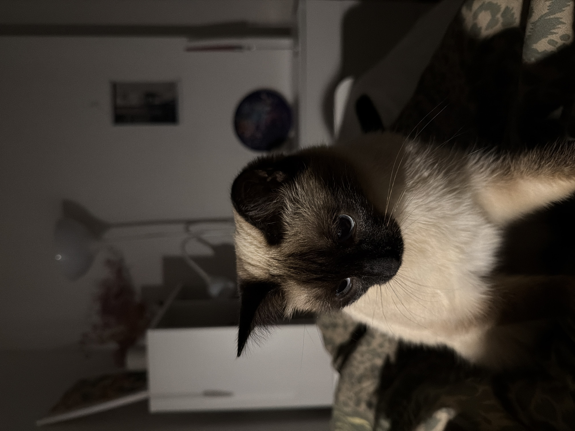 The image shows a close-up of a Siamese cat. The cat has dark brown fur on its face, ears, and paws, with lighter beige fur on its body. The cat's eyes are blue and appear to be looking directly at the viewer. The background of the image is blurred and shows a dimly lit room. There is a white dresser and a lamp visible in the background. There is also a picture hanging on the wall. The image is taken in an indoor setting. The location is Unknown, Unknown.