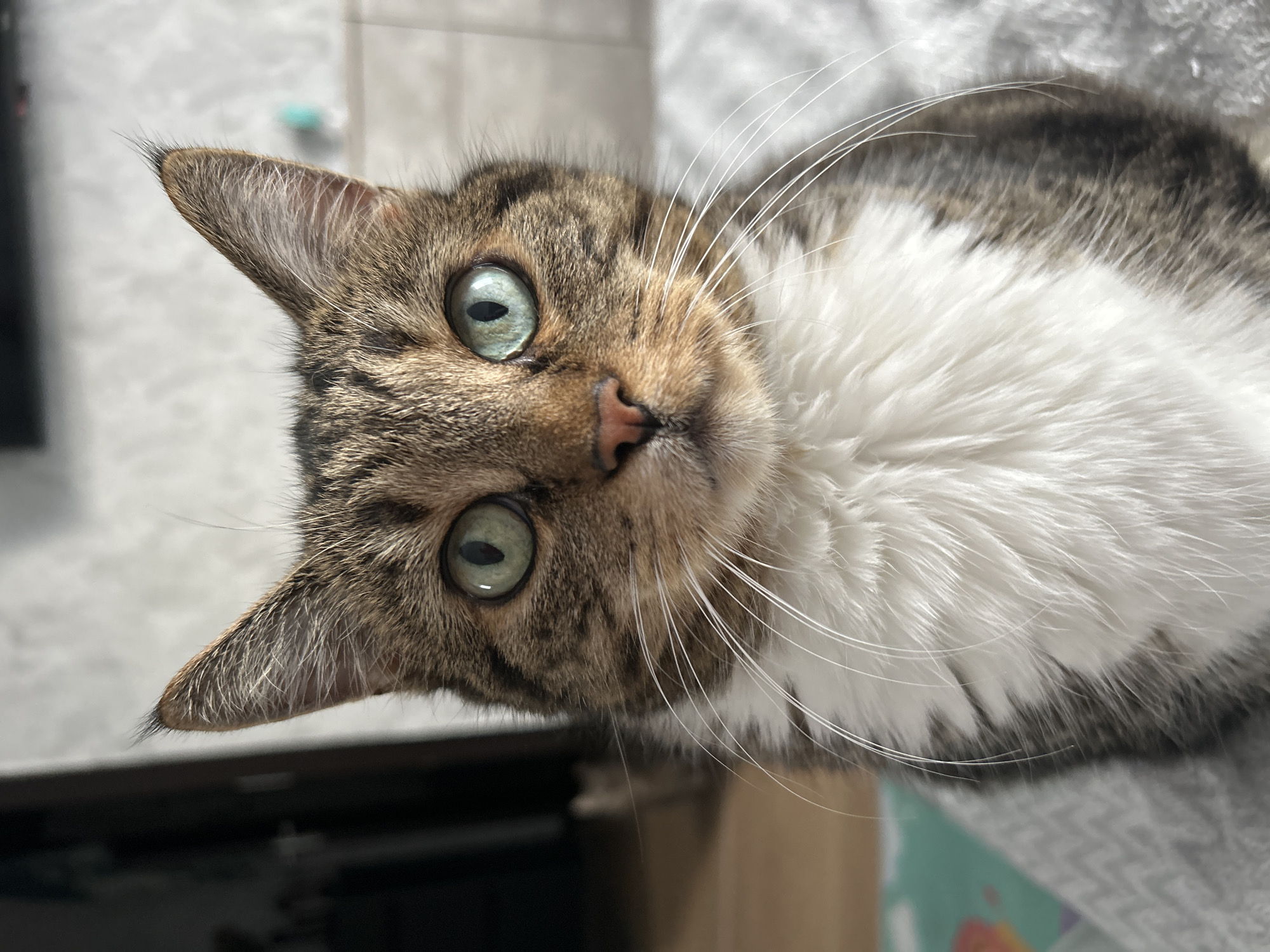 A close-up, vertical shot features a tabby cat with striking green eyes. The cat's fur is a mix of brown, black, and white, with a white chest and muzzle. Its whiskers are long and white, fanning out from its face. The cat is looking directly at the camera, its gaze intense. The background is blurred, but appears to be an indoor setting with a textured surface, possibly a blanket or rug, in shades of gray and white. There are also hints of what might be furniture or household items in the background, rendered out of focus. The lighting suggests it is daytime, possibly indoors, as there are no strong shadows or indications of natural light sources. The cat's expression could be interpreted as curious or attentive. No visible text is present in the image.