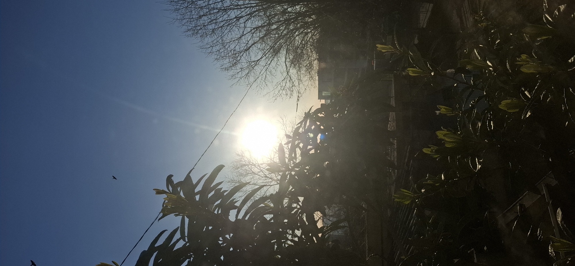 The image depicts a daytime outdoor scene in what appears to be an urban area. The bright sun is visible through branches of trees, causing lens flare. Bare tree branches are silhouetted against the blue sky. The silhouette of a bird is also visible in the sky. Green leafy foliage is seen to the right, casting shadows. Some building is visible in the background. Without additional markers I cannot provide its exact location in Burgas, Bulgaria.
