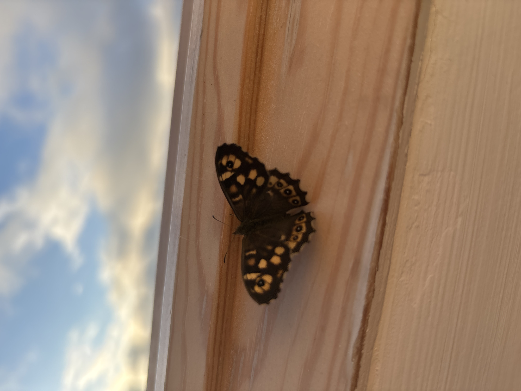 A butterfly with dark brown wings and yellow spots rests on a light brown wooden surface. The wings are partially open, revealing the intricate pattern of spots. The background is a blurred view of a blue sky with white clouds. There is no information to suggest that this image was taken in Sochi, Russia.