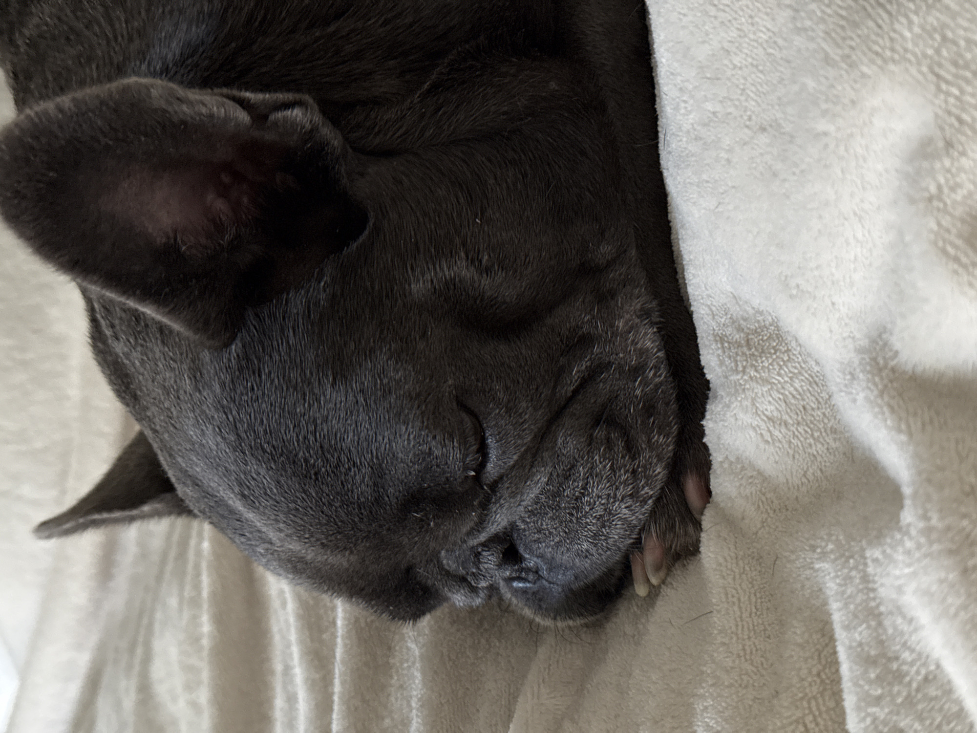 The image shows a close-up of a gray French Bulldog sleeping on a soft, beige blanket. The dog's eyes are closed, and its head is resting on its paws. The background is out of focus, but it appears to be an indoor setting. There are no people or other animals visible in the image. The location in Bad Sachsa, Germany, is not discernible from the image itself.