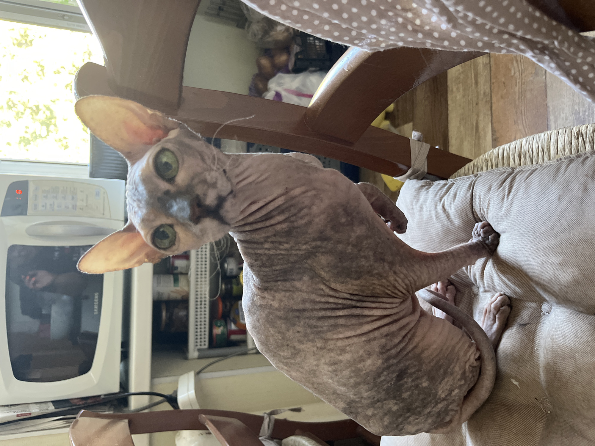 A hairless cat with green eyes sits on a cushioned chair in a room. The cat has wrinkled skin and a slender build. In the background, a microwave is visible on a shelf, along with jars and containers. Sunlight streams in from a window, illuminating the scene and casting a warm glow on the wooden floor. The image does not provide any information about the city of Korolyov, Russia.
