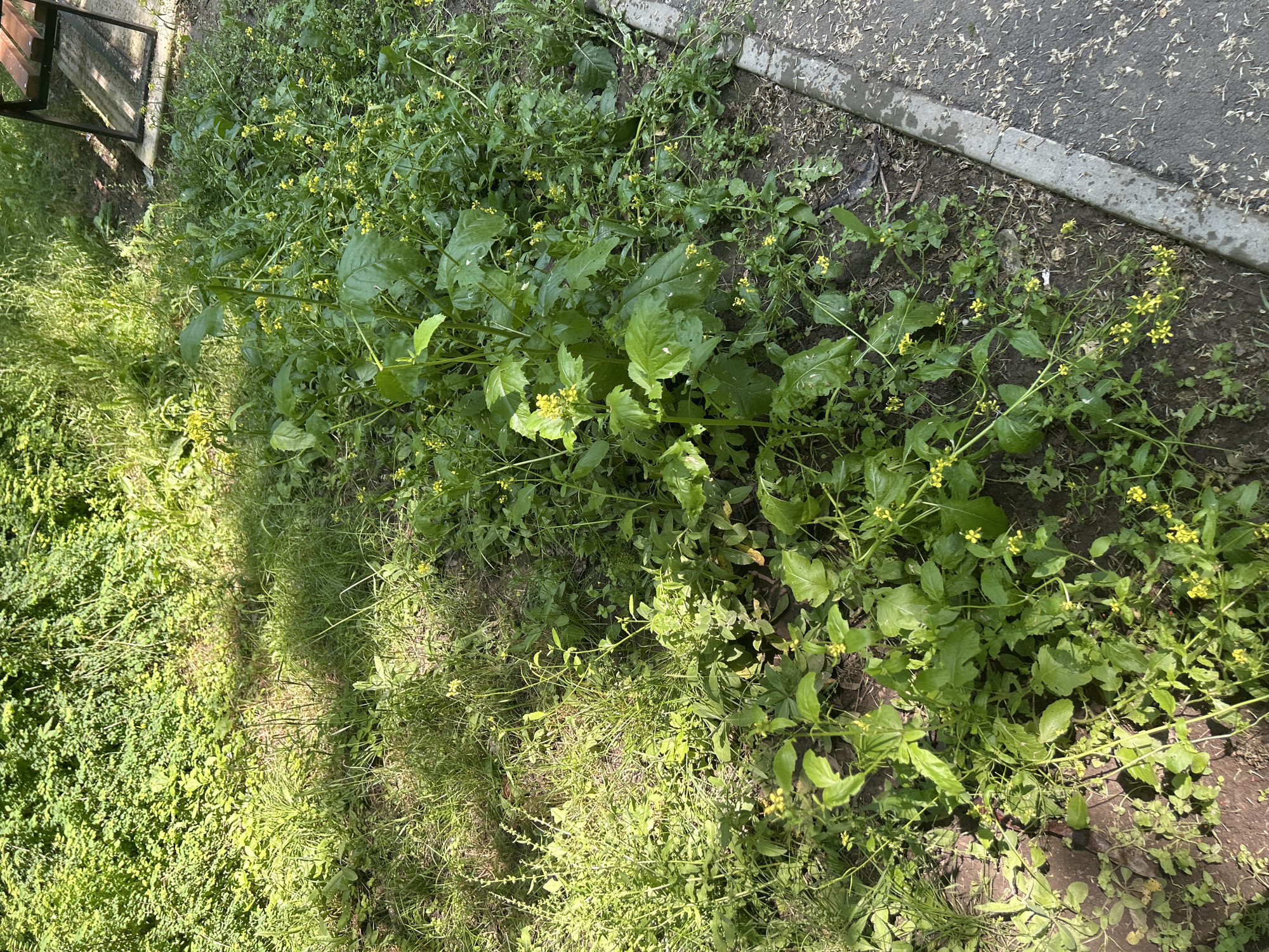 The image captures an outdoor scene showcasing a dense patch of green vegetation growing alongside a paved surface and concrete curb. The foreground and midground are dominated by various types of plants and weeds, many of which are bearing small, vibrant yellow flowers. The foliage varies in texture and shade of green, with some plants displaying larger, broader leaves while others are more slender and sprawling.
A dark gray paved road or path runs along the upper right side of the frame, separated from the wild growth by a light gray concrete curb. The paved surface is sparsely covered with scattered light-colored debris. In the upper left corner, a small portion of a wooden structure, possibly a bench or fence, is visible.
The scene is illuminated by natural sunlight, casting visible shadows among the plants and on the ground, indicating it is daytime, likely a sunny morning or afternoon. There are no people or animals present, and no discernible activity is taking place. The overall impression is one of an unmanicured, natural area bordering an urban or semi-urban environment. No visible text is present in the image. The location is Varna, Bulgaria.