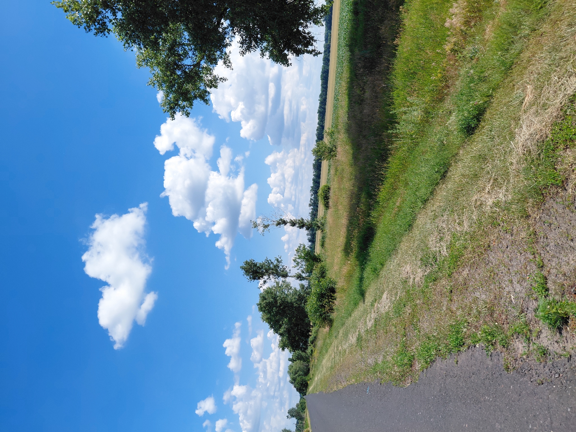 An eye-level, long shot captures a paved road running left to right along the bottom of the frame, bordered by a grassy verge on the right. Beyond the verge, a field of crops stretches towards the horizon, dotted with trees and bushes. The sky above is a vibrant blue, populated by fluffy white clouds. The overall scene depicts a rural landscape under a bright, sunny sky.