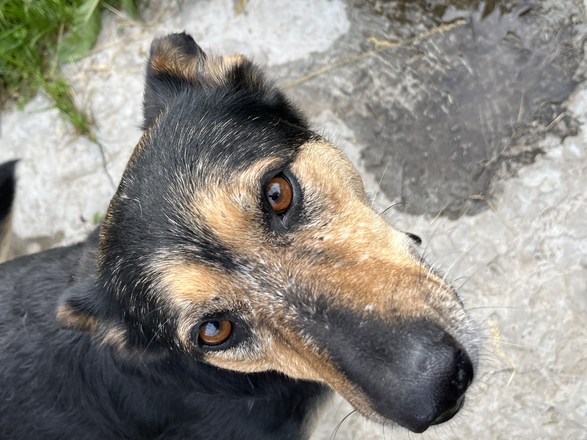 This is a close-up, high-angle shot of a dog's face. The dog has dark fur on its head and ears, with tan markings around its eyes and snout. Its eyes are a warm brown and appear to be looking up at the camera. The dog's nose is black and wet.
The background is a rough, textured surface that appears to be concrete or stone, with some patches of green grass visible in the upper left corner. There is also a dark, wet area in the upper right quadrant, which could be a puddle or wet ground.
The lighting suggests it might be daytime, possibly overcast due to the diffused light. The dog's expression is attentive, perhaps curious or expectant. There are no visible people, objects, or text in the image. The setting appears to be outdoors, given the presence of grass and the natural lighting. The location context provided is Nizhny Tagil, Russia, but there are no specific visual cues within the image to confirm this.