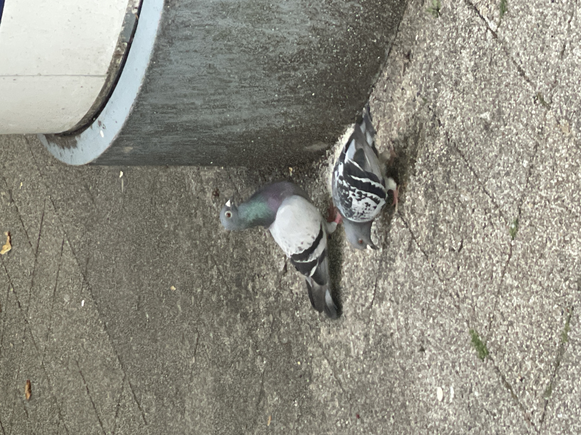 This image depicts two pigeons on a textured concrete surface. The pigeon in the foreground, on the right, is facing downwards, appearing to peck at the ground. It has distinctive black and white feather patterns on its back and wings, and grey plumage on its head and chest. The pigeon in the background, to the left and slightly further back, is standing upright, facing to the left with its head slightly raised. This pigeon has iridescent green and purple neck feathers, grey wings with black bars, and a white breast.
To the right of the pigeons, a curved, grey metal structure is visible, with a lighter colored, cylindrical object (likely a post or pillar) behind it. The concrete ground shows lines suggesting paving stones or expansion joints, and there are a few small leaves and specks of debris scattered across it. The lighting suggests it is daytime.
This scene is consistent with an urban environment. While no specific landmarks identify this as Iserlohn, Germany, such an observation point could be a public square, a park pathway, or the area around a building's entrance in any city.