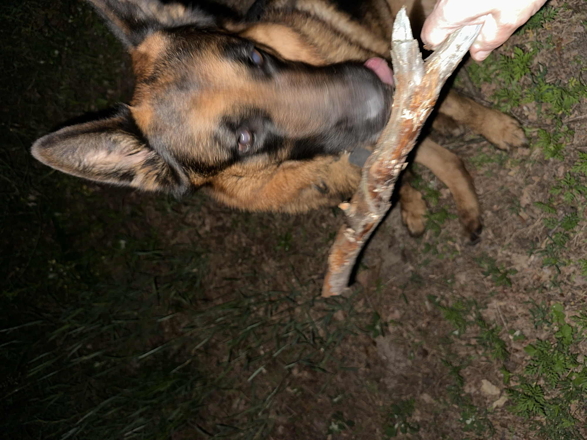 A German Shepherd dog is outside at night, holding a large stick in its mouth. The dog's tongue is visible as it licks the stick. A person's hand is visible on the right side of the frame, holding the other end of the stick. The ground is covered in grass and dirt. The lighting is dim, suggesting it is nighttime or dark conditions.