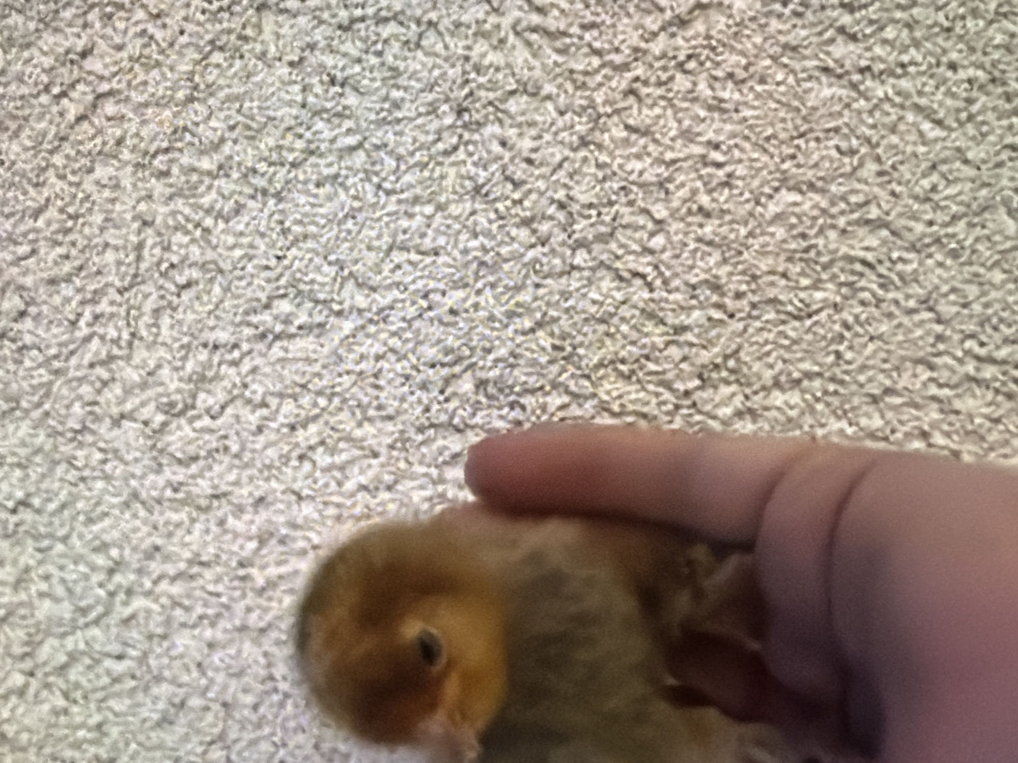 A close-up, vertically oriented, slightly blurry image shows a very young chick with fluffy yellow and brown down being held in a person's hand. The chick is positioned on the left side of the frame, with its head facing left and its body extending towards the right. The chick's eye is visible. The background is a textured, light-colored surface, possibly carpet. The image does not contain any elements that can be used to identify its location in Bukuru, Nigeria.