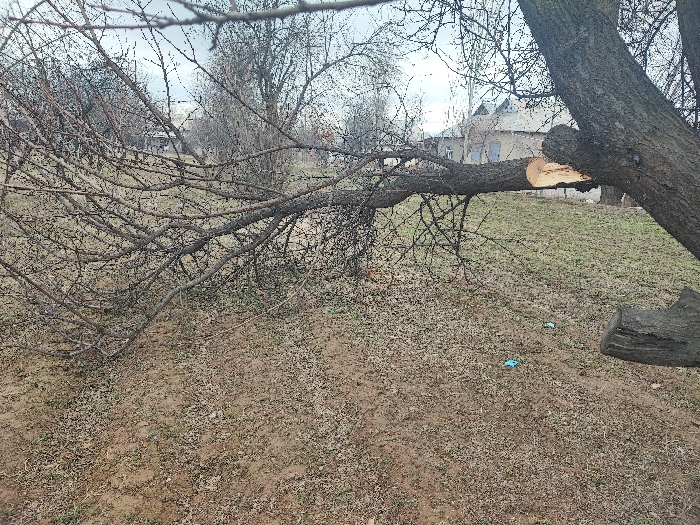 A fallen tree branch with bare twigs sprawls across a dry, grassy area. The cut end of the branch is visible, attached to the main trunk. A few houses appear in the background, partially obscured by other trees. The ground is covered in brown grass and leaf debris, with a few small pieces of blue debris. The sky is overcast.
