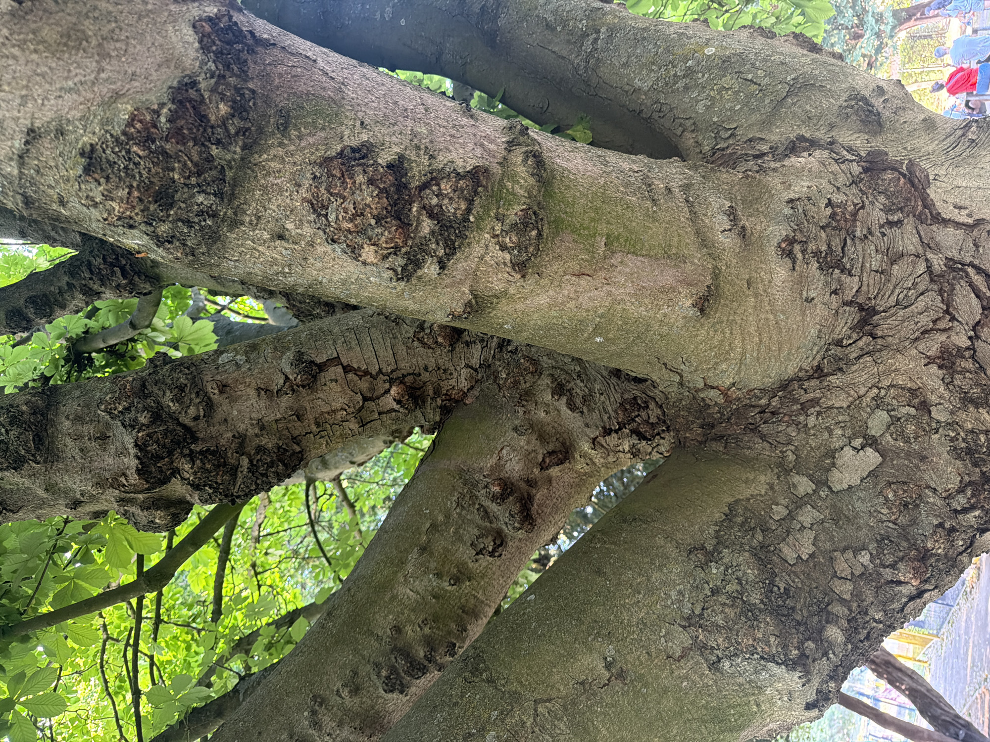 The image depicts a close-up, low-angle view looking upwards into the branches of a tree. The tree has thick, gray-brown branches with textured bark, some sections of which appear to be damaged or diseased. Green leaves are visible in the background, suggesting foliage. In the upper-right corner of the image, there are blurred figures of people and structures, indicating a populated environment. Based on visual information and the likelihood of trees in urban environments, it may be Hyde Park, in London, United Kingdom.