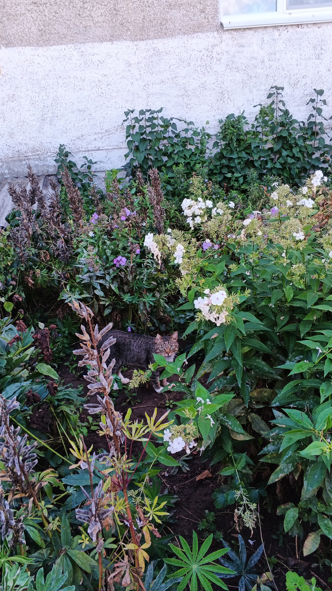 A tabby cat is standing in a garden bed with various plants and flowers. The cat is facing forward, looking at the camera. The garden bed is located in front of a textured, light-colored wall, possibly part of a building. There are green leaves, some dry brown seed pods, and white and purple flowers visible. The overall scene appears to be outdoors. The location in the city of Подгорное, Russia, is not determinable from the image itself.