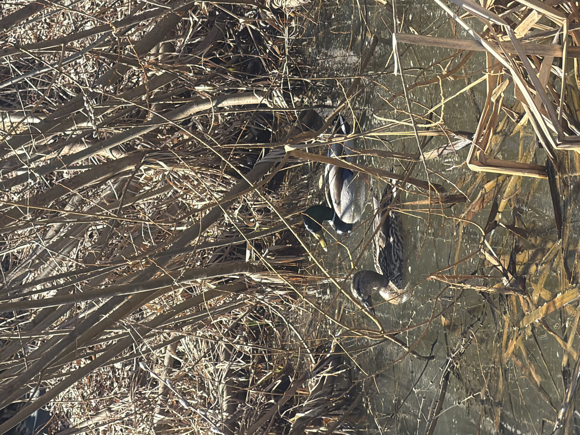 The image shows two ducks in a body of water, surrounded by branches and reeds. The location is possibly Chaikovsky, Russia. One duck is a male mallard with a green head, the other duck is a female mallard with mottled brown feathers. The ducks are interacting with each other in the water, among the branches and reeds. The environment consists of the water, the branches, and the reeds, suggesting a natural or semi-natural setting.