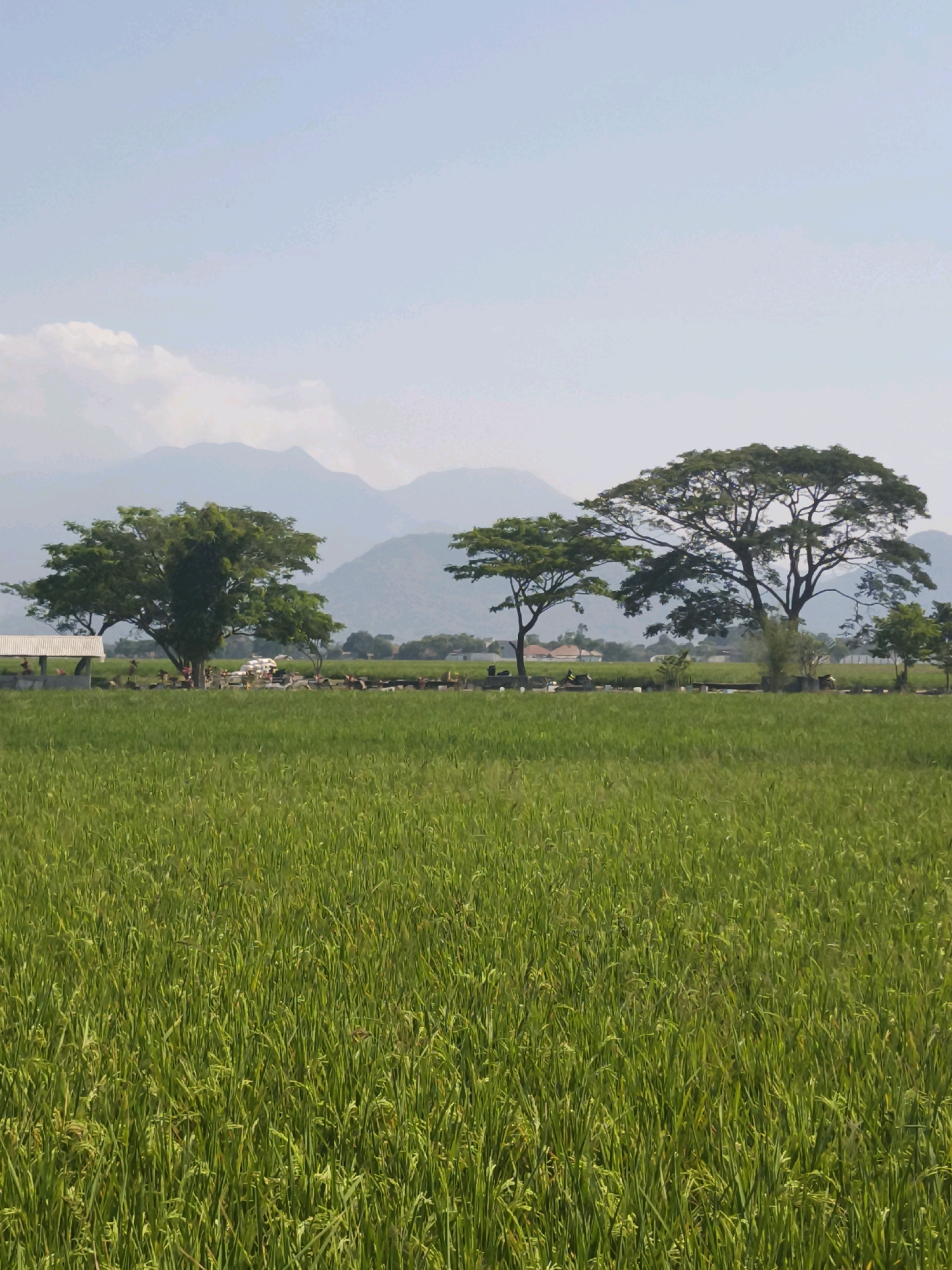 This image depicts a lush green rice paddy field in Solokanjeruk, Indonesia, with a clear sky and distant mountains. In the foreground, the rice stalks are tall and vibrant green, suggesting a healthy crop. Behind the paddy, a line of trees breaks up the horizon, with a large, sprawling tree with a wide canopy dominating the right side of the frame. To the left, a smaller tree stands near a simple white shelter with a corrugated roof. A road or pathway runs behind the trees, and several motorcycles are visible parked alongside it. In the middle ground, a group of people are gathered near the shelter and the trees, some appearing to be tending to livestock, possibly goats or sheep, that are also present in the scene. The background features layers of hazy mountains under a pale blue sky, with a few wispy clouds adding texture. The overall impression is one of rural tranquility and agricultural activity.