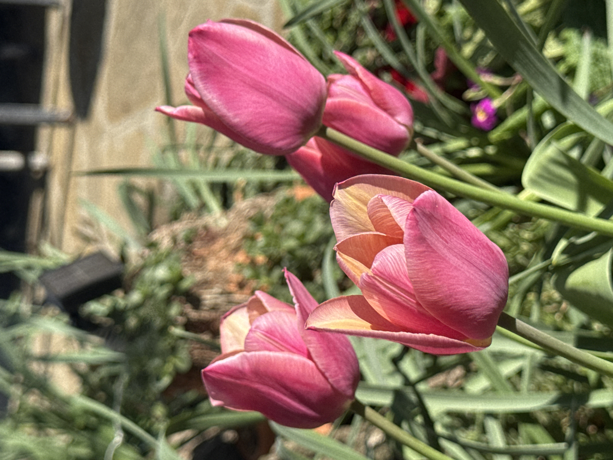 The image presents a close-up view of several vibrant pink tulips, captured in bright natural light within a garden setting. Four prominent tulips are visible, with varying degrees of openness. The tulip in the foreground on the right side is partially open, showcasing delicate inner petals that transition from a soft yellow to an orange-pink hue, while its outer petals maintain a rich fuchsia color. Another tulip in the lower center also appears to be unfurling, revealing similar warm tones within its structure. The two tulips towards the upper left are more tightly closed, displaying a uniform, deep pink color on their petals.
The background is softly blurred, providing a gentle contrast that emphasizes the sharp detail of the tulips. It is composed primarily of lush green foliage, resembling various leaves and grass-like plants, suggesting a thriving garden. Hints of other plant life, including a small, blurred purple flower and some red elements, are discernible deeper within the verdant backdrop. On the far left, a blurred light brown or beige wall or structure is visible, alongside a dark, indistinct object, possibly a planter or garden fixture.
The scene is bathed in bright sunlight, indicating a clear, sunny daytime. This illumination highlights the textures of the petals and intensifies their colors, creating a cheerful and serene atmosphere. There is no visible text in the image. This idyllic garden moment is situated in Mechkarevo, Bulgaria.