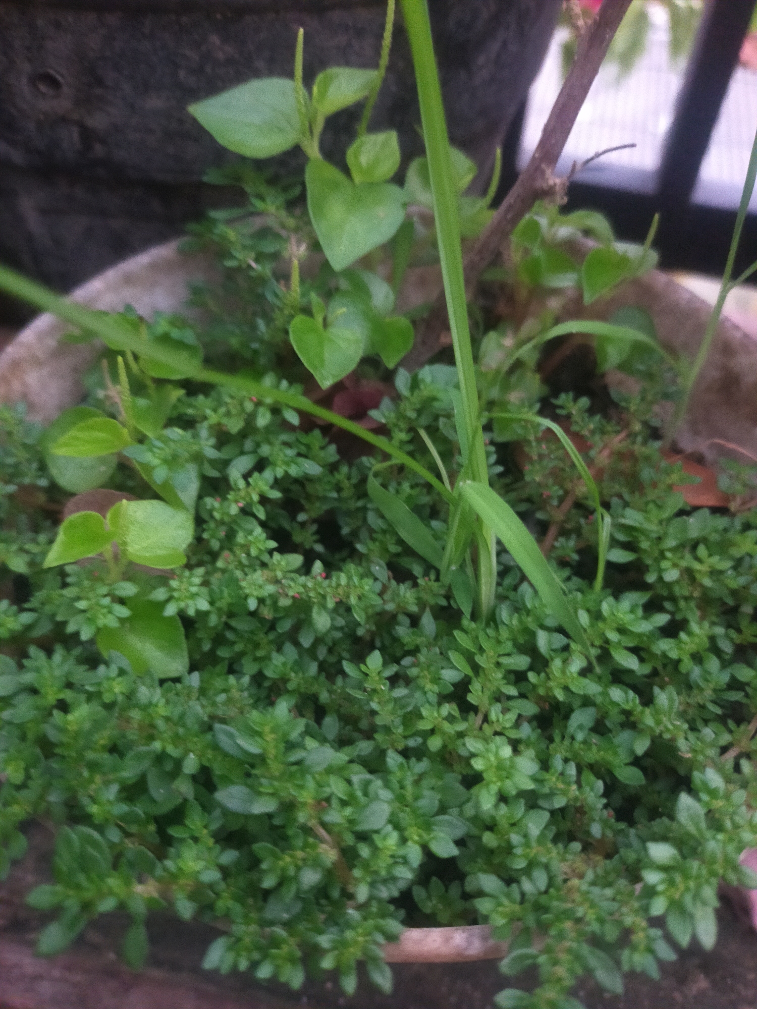 The image shows a close-up of a potted plant with dense, small green leaves. In the background, a dark, textured pot is visible, along with a thin, brown stem emerging from the plant. A few larger, heart-shaped green leaves are interspersed among the smaller ones. The lighting suggests an outdoor setting, possibly on a patio or balcony, given the appearance of the pot and the natural light. The context of Tegalandong, Indonesia, is not directly evident from the visual information within the image itself.
