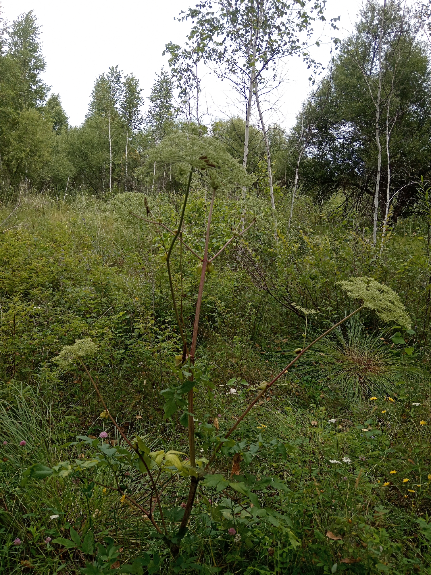 This is a medium-shot, eye-level, vertical photograph of a wild, overgrown area with dense vegetation and trees in the city of Nikolskoye, Russia. The foreground is dominated by tall, leafy plants, some with large, umbrella-shaped clusters of small white flowers. One prominent plant in the center has a thick, reddish-brown stalk with sparse leaves and developing seed pods. The background consists of a dense thicket of various green shrubs and smaller trees, with taller birch and other deciduous trees interspersed. The ground is covered in a mix of grass, weeds, and fallen leaves. The overall lighting suggests an overcast or late afternoon sky. There are no people or animals visible in the image.