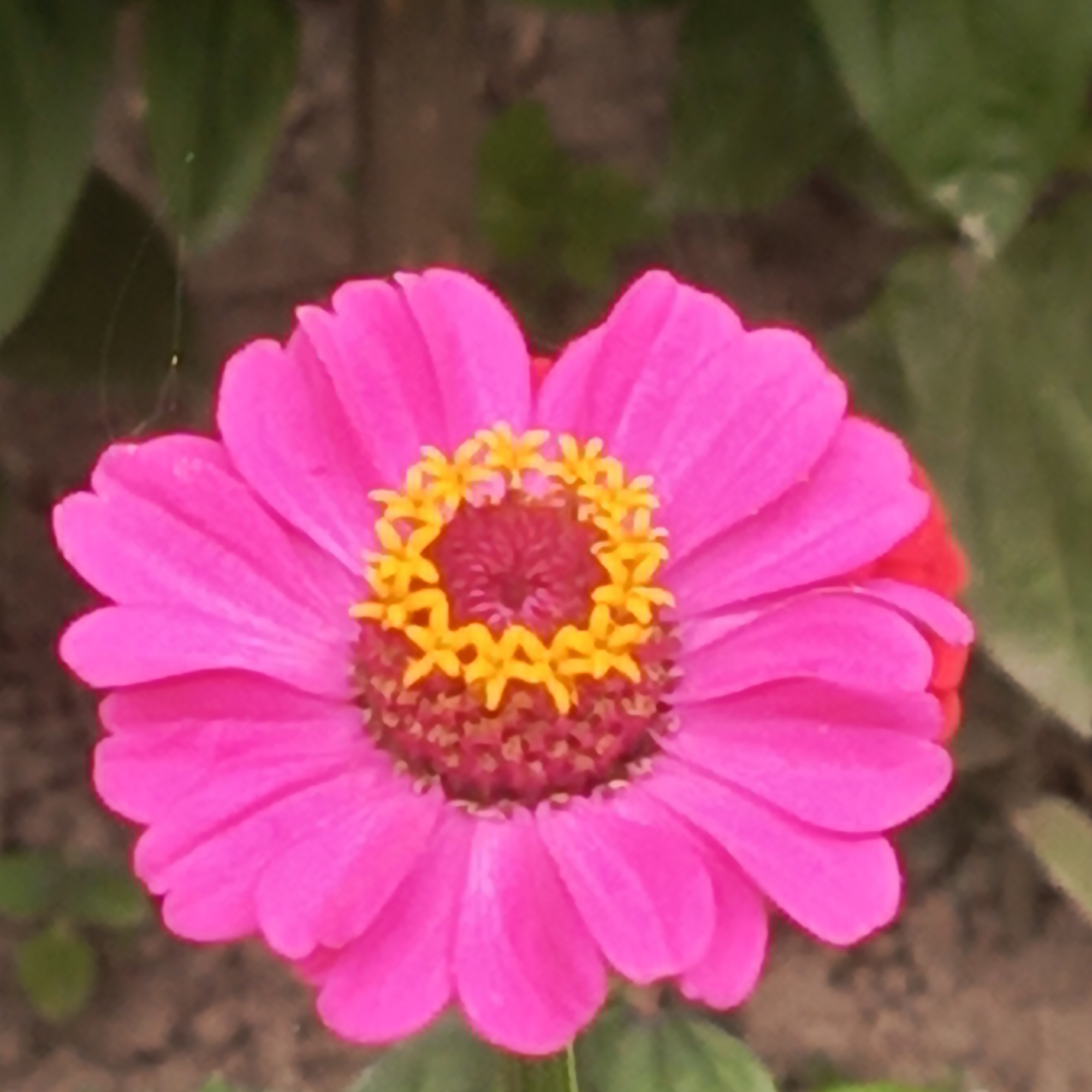 A close-up, eye-level shot features a vibrant pink zinnia flower. The flower's petals are a bright, saturated pink and have a slightly ruffled edge. The center of the flower is a cluster of yellow stamen surrounding a darker, reddish-pink disk. The background is softly blurred, with muted green foliage and hints of brown earth. A very fine, almost invisible strand of spider silk with tiny yellow dots can be seen in the upper left portion of the image. The image appears to be taken outdoors, possibly in a garden or park. There is no discernible connection to the city of Bolshoy Kamen, Russia, as there are no contextual elements to suggest this location.