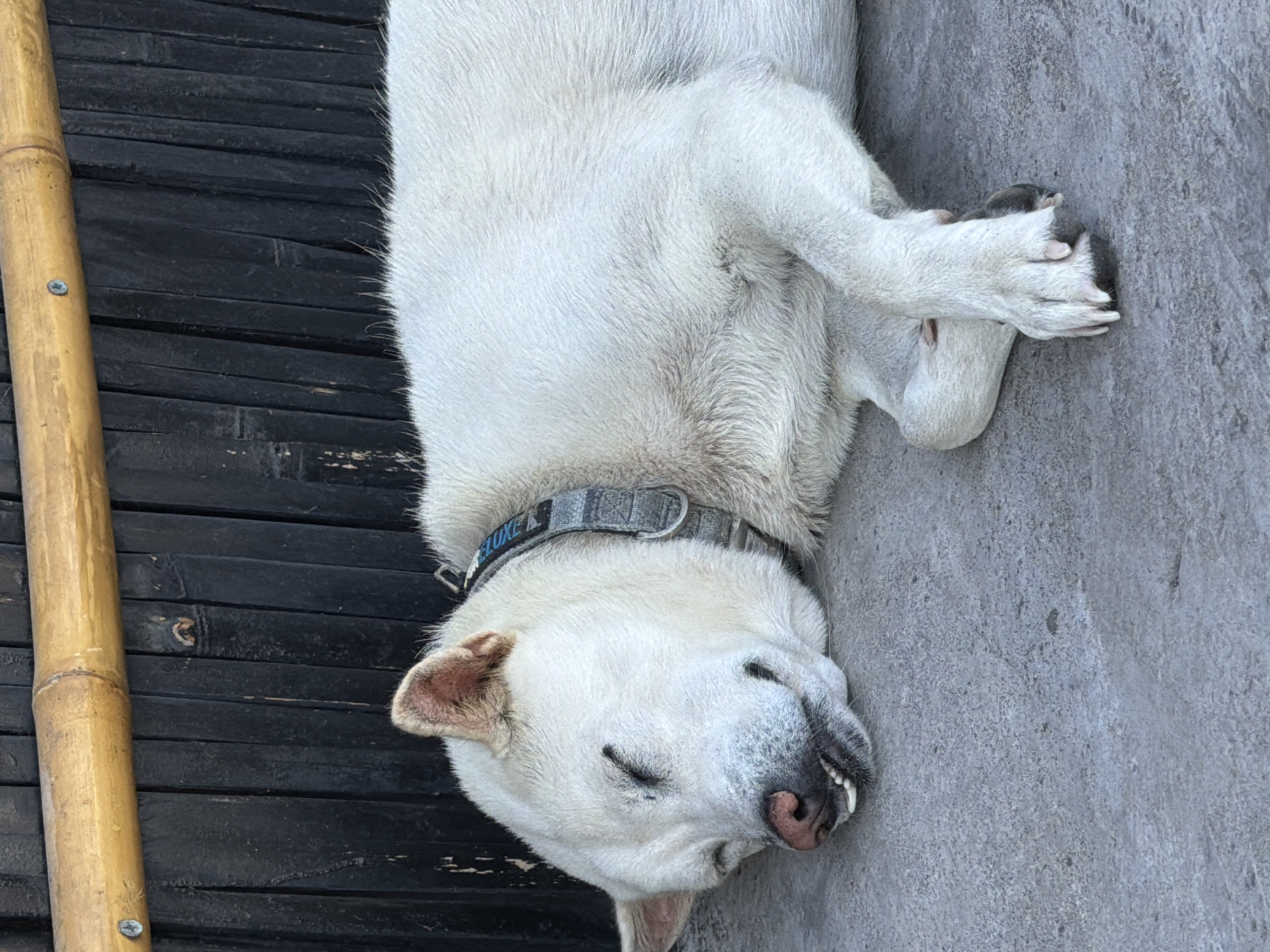 A white dog is sleeping on a concrete surface in front of a black bamboo fence with a bamboo pole running across the top. The dog is lying on its side with its eyes closed and its mouth slightly open, revealing its teeth. It is wearing a grey collar with some writing on it. The background is dark and out of focus, with the bamboo fence providing a textural element. The foreground is dominated by the dog and the concrete ground. The scene appears to be outdoors, possibly in a shaded area.