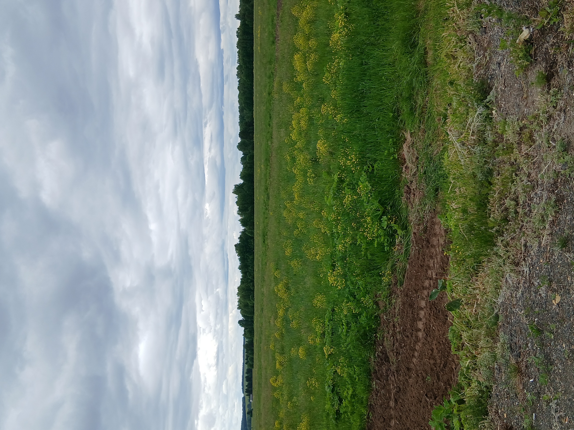 The image depicts a wide, open field with a line of trees in the distance. The sky is overcast with thick, grey clouds. The field is covered in lush green grass, with patches of small yellow flowers scattered throughout. In the foreground, there is a strip of tilled, dark brown soil, suggesting a recently cultivated area. The ground immediately in front of the field is covered with gravel and sparse vegetation. The scene appears to be a rural landscape, possibly on the outskirts of Ustinovo, Russia. No people or specific structures are visible.