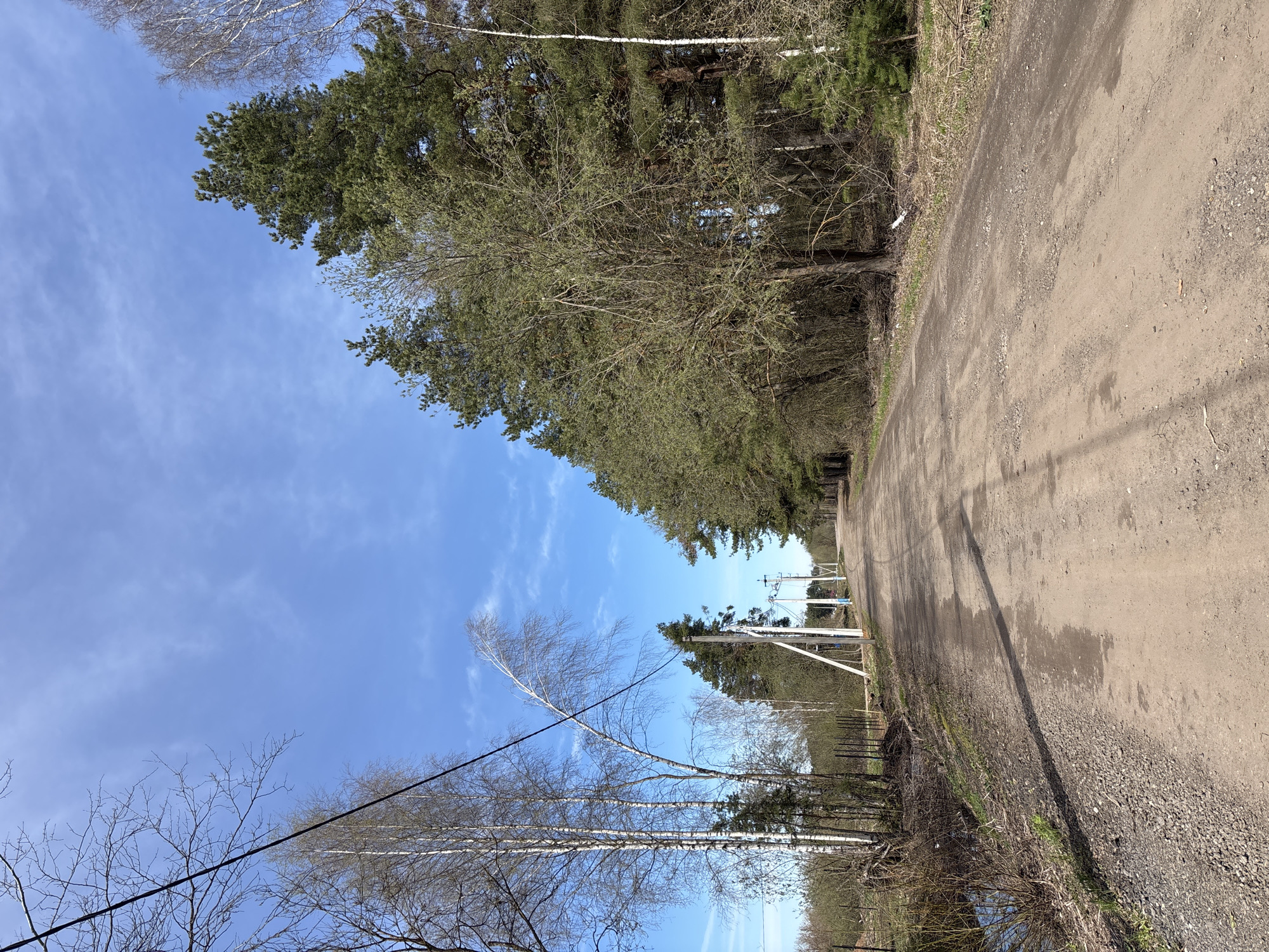 The image shows a dirt road in Razdolye, Russia, bordered by trees. A line of evergreen trees is on the right, while deciduous trees are on the left. Power lines are visible running along the left side. The sky is blue with some clouds.