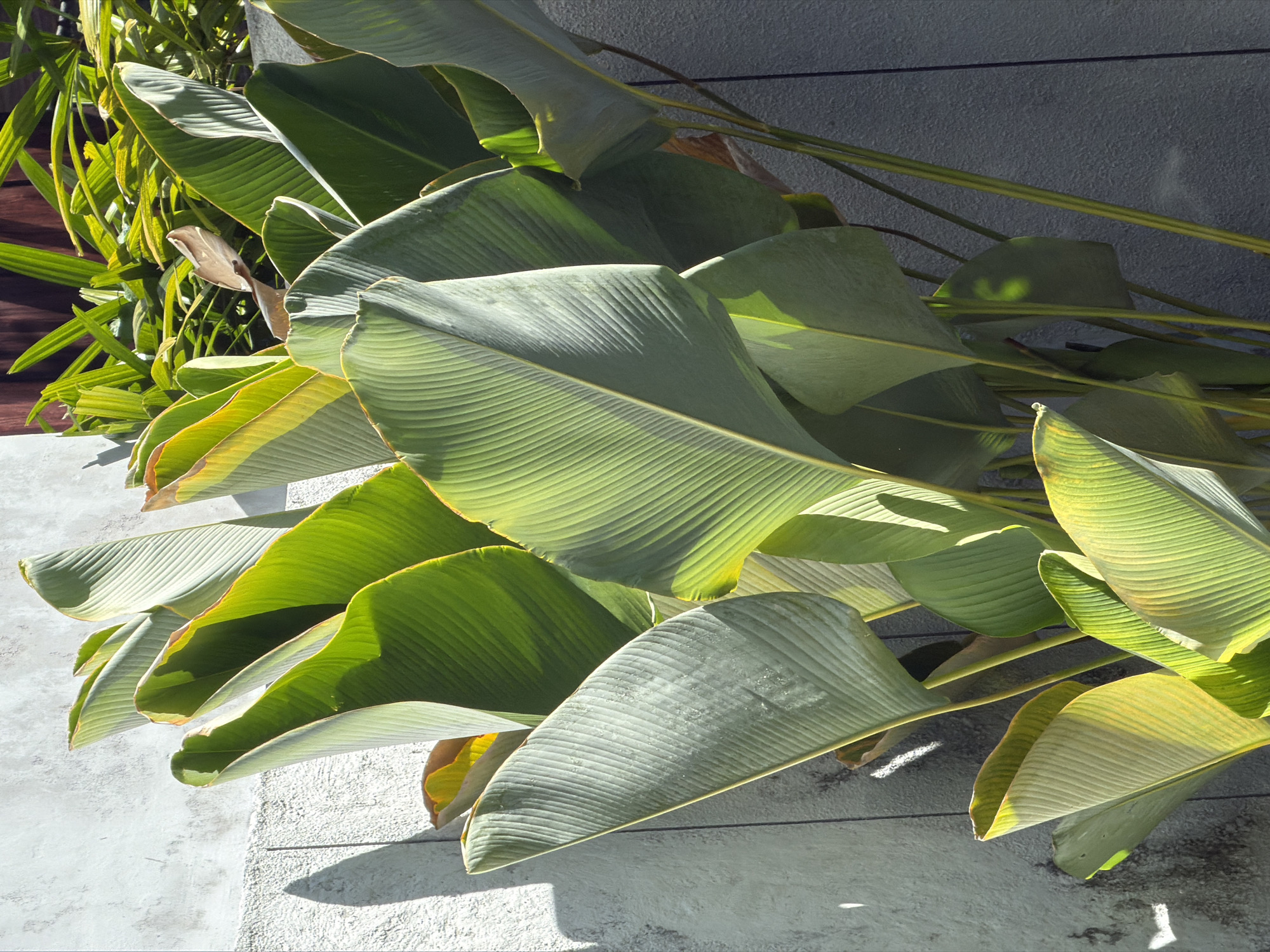 This image presents a close-up view of a lush tropical plant with large, broad, deeply ribbed green leaves, likely a species such as *Calathea* or similar. The plant dominates the frame, showcasing leaves with distinct parallel venation patterns; some leaves are a vibrant, sunlit green-yellow at their edges and on their surface, while others are a darker, more uniform green. Strong, natural sunlight from the upper right illuminates the scene, casting crisp shadows onto the textured light gray concrete or stucco wall that runs vertically along the left side of the frame. In the upper right background, a dense cluster of smaller, narrower-leafed green plants is visible, partially obscuring a dark brown wooden structure or fence. The lower right portion of the image shows further green foliage and the stalks of the main plant against a darker, textured wall. The scene is an outdoor, cultivated area in Kuta Selatan, Indonesia.