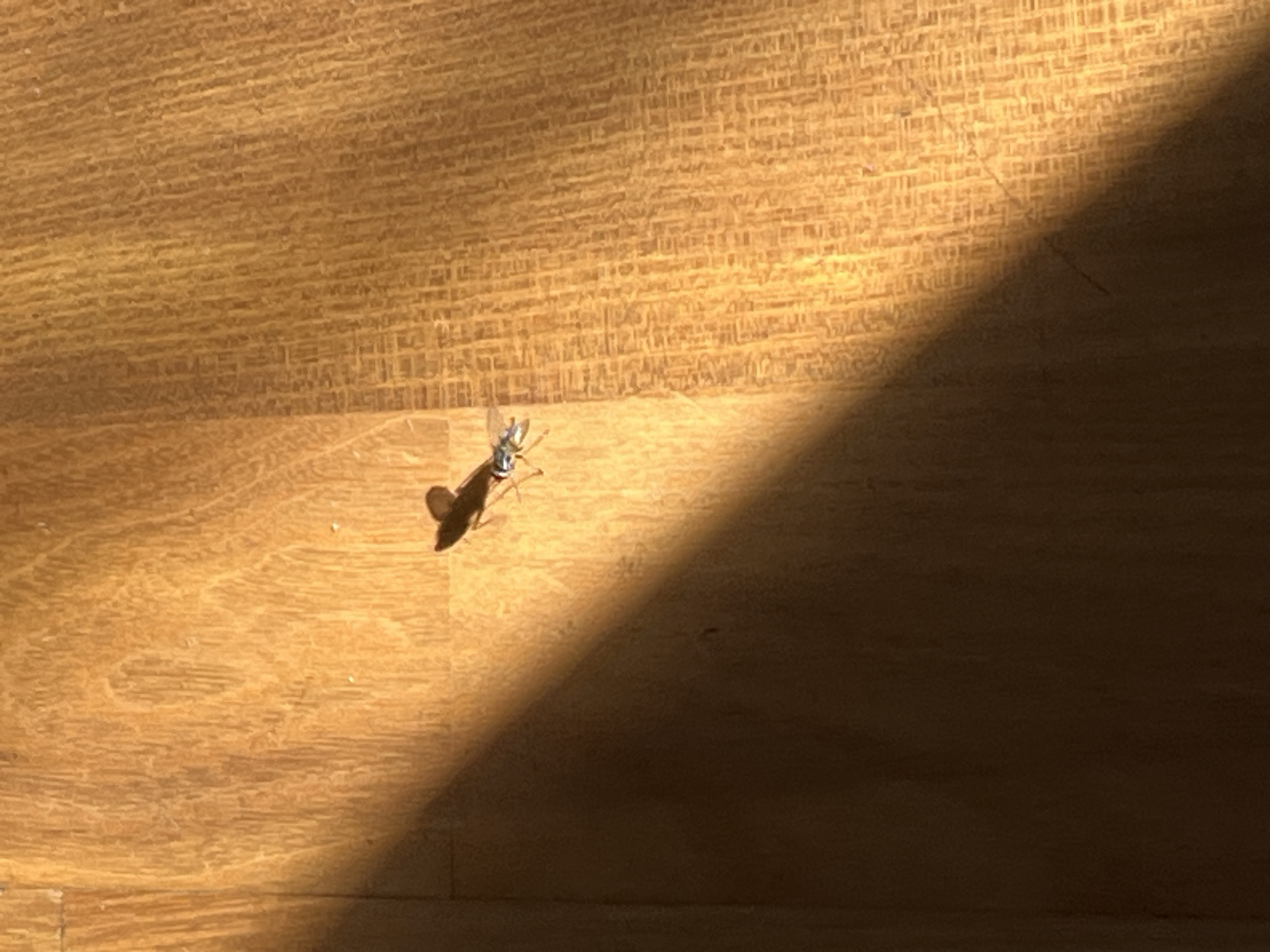 A single wasp is visible on a wooden floor illuminated by a diagonal beam of light. The wasp is dark brown and yellow, with visible wings and legs. The wooden floor has a visible grain pattern and appears to be indoors. No specific location in Saratov, Russia can be determined from the image.