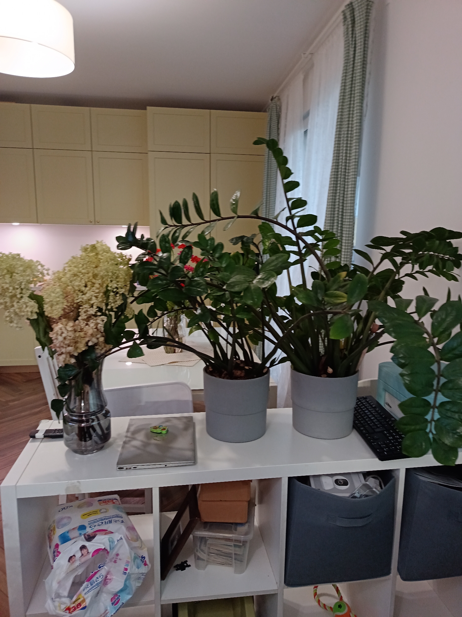 The image depicts an indoor scene, likely a living room or dining area, featuring a white shelf unit filled with various items and plants. On the top shelf, two potted green plants, one taller than the other, are prominently displayed. To the right of the plants, a black keyboard is visible, alongside a light blue object, possibly an electronic device. In the center of the top shelf, a closed silver laptop with a small green sticker sits on top of what appears to be a checkered placemat. To the left, a glass vase holds a large bouquet of dried white flowers.
The white shelf unit itself has multiple compartments. The top shelf is wide and open. Below it, the left compartment contains a large, mostly white package of what appears to be diapers, adorned with colorful illustrations. Next to the diaper package, in the middle shelf compartment, are a few brown cardboard boxes and a clear plastic container filled with small items, possibly craft supplies. To the right of these, a dark rectangular object, likely a framed picture or photograph, leans against a clear storage box. The bottom right compartments of the shelf unit are occupied by dark gray fabric storage cubes, one of which is partially visible and contains a white electronic device with a circular display. A small, colorful toy with a rope is visible on the floor in front of the shelf unit.
The background reveals a wall with light yellow cabinets mounted above what seems to be a kitchen counter. Curtains, one sheer white and another with a green and white checkered pattern, are visible on the right side of the image, suggesting a window is present. A ceiling light fixture is partially visible in the upper left corner. The floor is a light-colored wood with a herringbone pattern. There are no people visible in the image. The overall impression is a domestic setting, tidy but with everyday items stored on the shelves. The provided location of Pokrovskoe, Russia, is not discernible from the visual elements of the image itself.