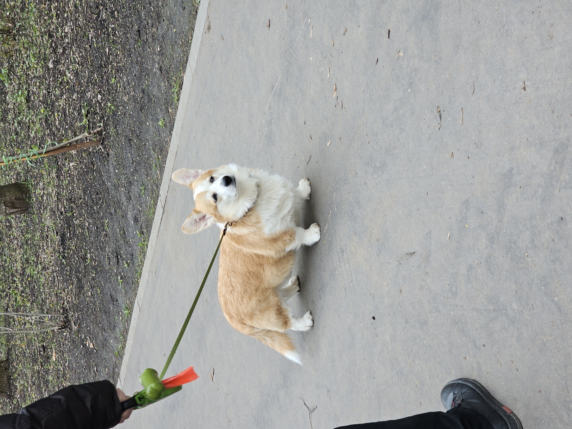 An outdoor, high-angle shot captures a light-colored Corgi dog on a leash, looking upwards at its handler on a paved path. The dog features typical Corgi markings with light brown fur on its body and white fur on its chest, legs, and tail tip. Its ears are erect, and its dark eyes are fixed upwards, conveying an attentive and curious expression.
The dog stands on a light gray concrete or asphalt path, which appears somewhat dirty with small specks of leaves and twigs. To the left of the path, a natural area of dark soil with sparse green vegetation is visible, hinting at early spring or late autumn. A tree trunk is partially visible at the bottom left edge of this natural ground.
A person's left hand, wearing a dark glove and a black jacket sleeve, holds a green retractable dog leash. A green dog waste bag dispenser with a visible orange bag is attached to the leash handle. The leash extends from the handler's hand towards the dog's collar. In the bottom right of the frame, a person's left foot, clad in a black shoe with red accents and black trousers, is visible, indicating the handler's presence.
The scene unfolds during daylight, likely under soft or overcast lighting, as there are no distinct shadows. The setting is in Khimki, Russia. No discernible text is visible within the image.