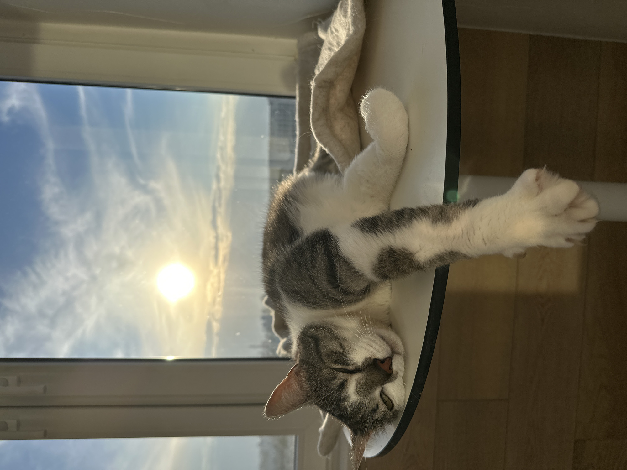 A gray and white cat is sleeping on a white shelf or platform, with one paw dangling over the edge. The shelf appears to be near a window. Outside the window, the sun is shining brightly, suggesting either sunrise or sunset. The location appears to be Minsk, Belarus, judging from the architecture visible outside the window. The background also reveals a light colored floor and possibly a wall.