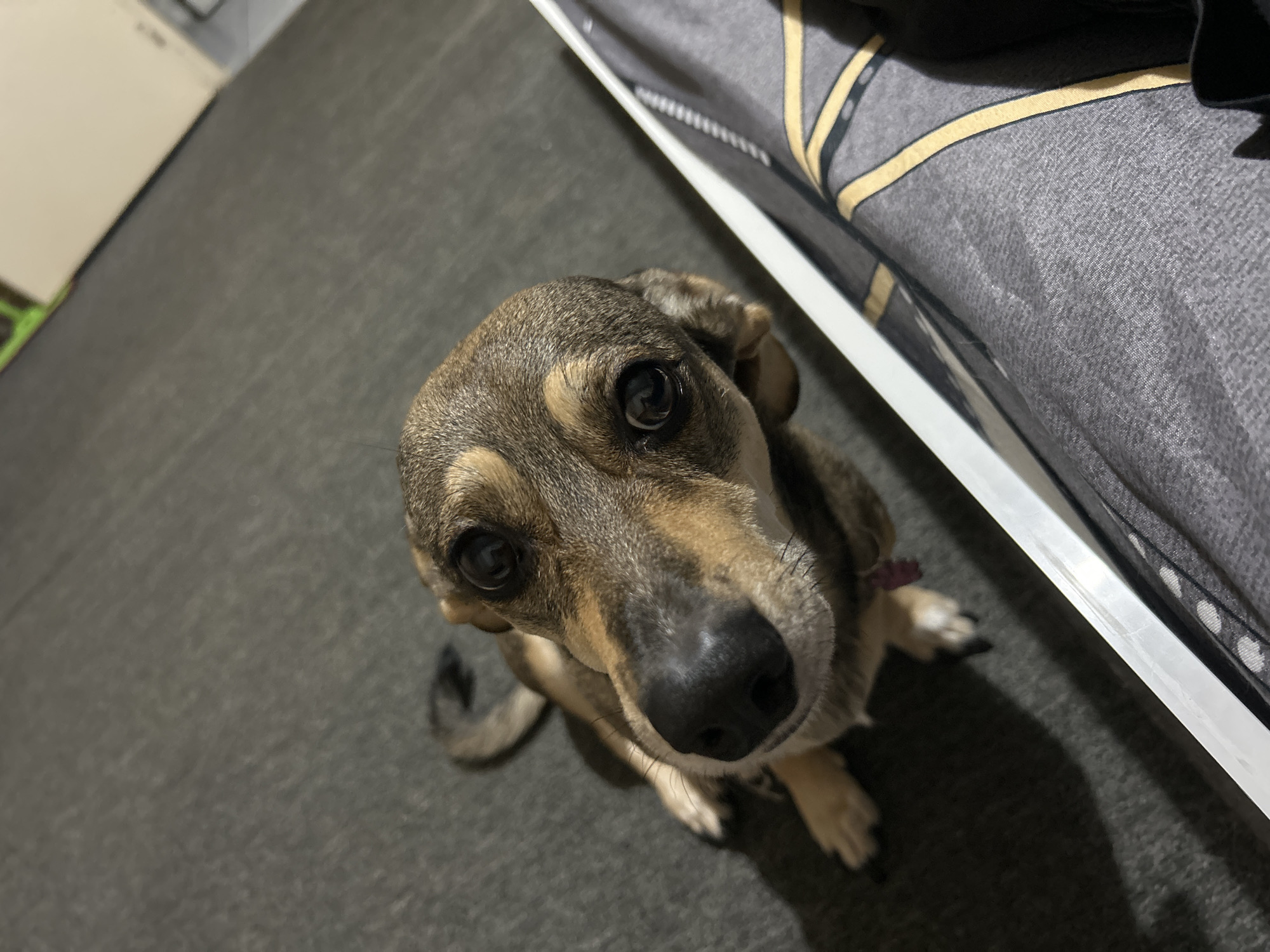 A dog is looking up at the camera from a seated position on a dark gray carpet. The dog is a medium-sized breed with brown and tan fur. It has large, dark eyes and a black nose. The dog is wearing a pink collar. To the right of the dog, a white object, possibly a piece of furniture, is visible, along with a patterned gray fabric. The background is a dark gray carpet. The image appears to have been taken indoors.