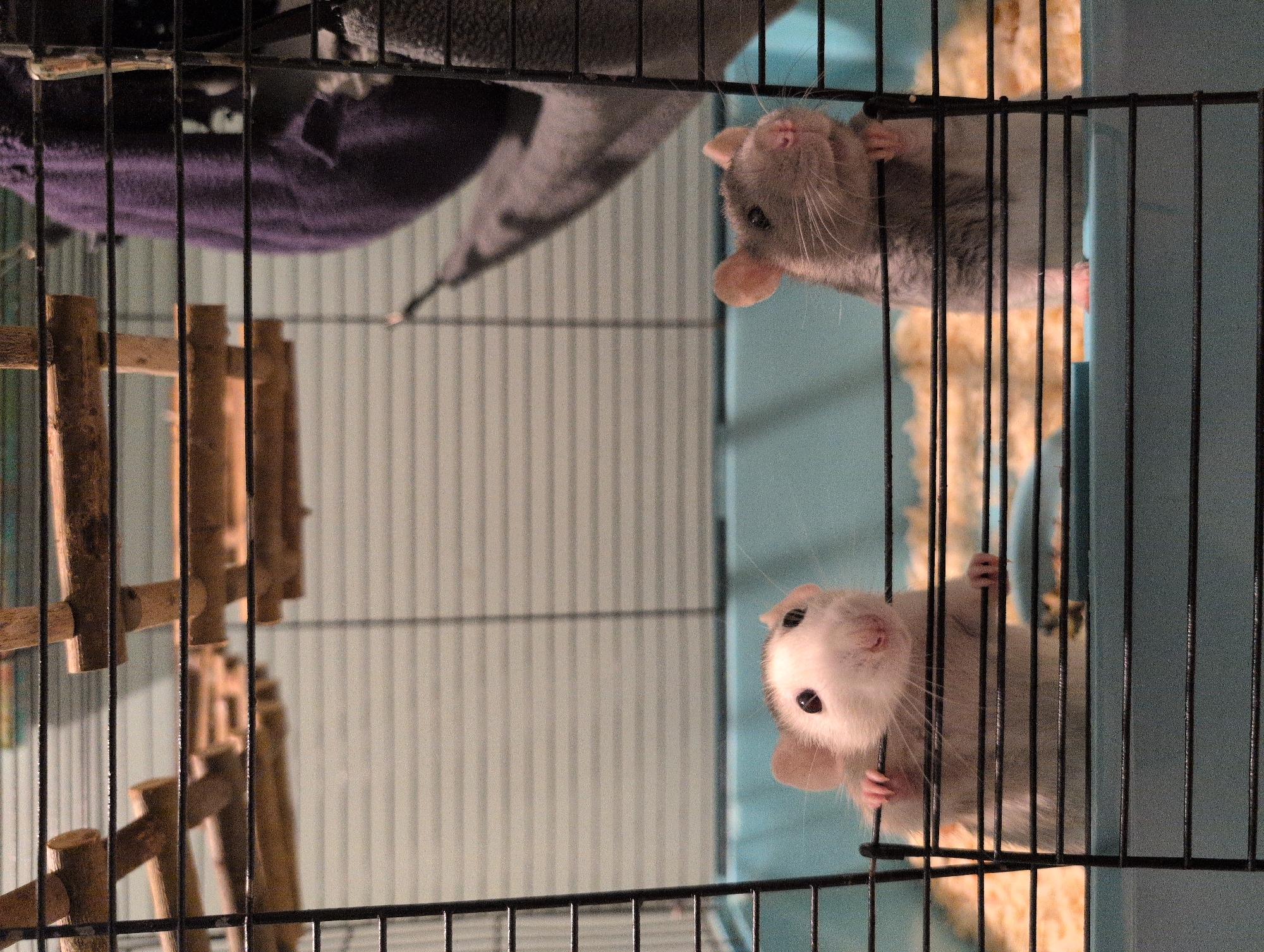 Two domesticated rats are visible inside a cage. The rat on the left is primarily white with pink ears and black eyes. The rat on the right is gray and white with pink ears and black eyes. Both rats are looking upwards and have their paws resting on the cage bars. The cage contains bedding material and several wooden climbing structures. A purple fabric hammock is visible in the background. The scene is indoors. The image does not contain any information about the city of Saint Petersburg, Russia.