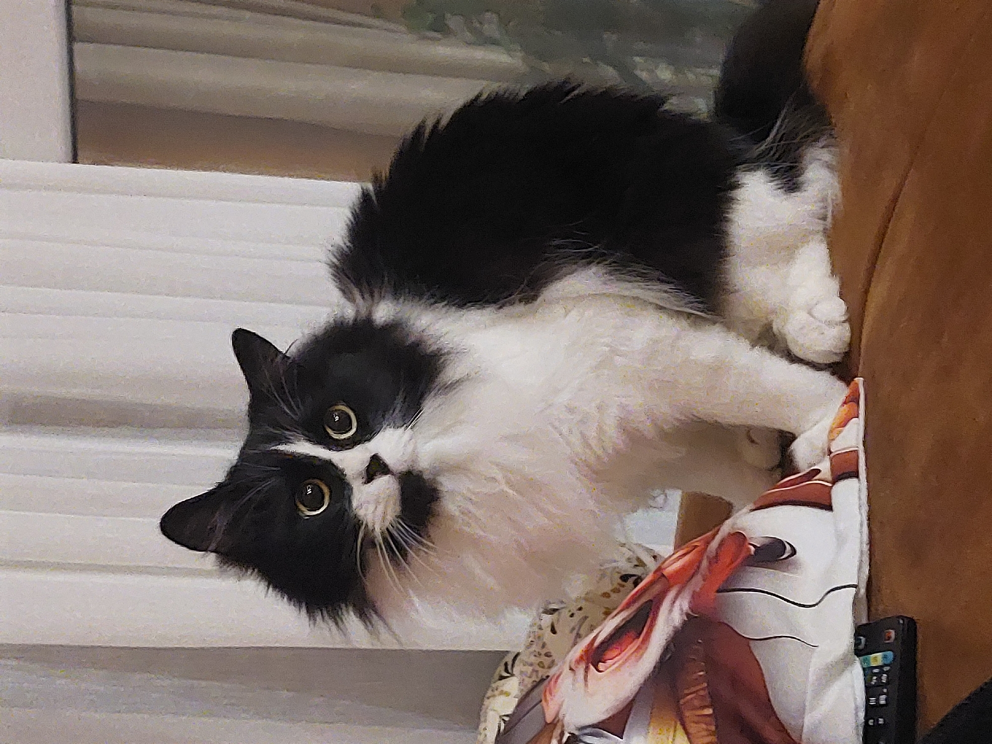 A black and white long-haired cat with yellow eyes is sitting on a brown couch, looking directly at the camera. The cat is positioned in the center of the frame. To the left of the cat, partially visible, is a pillow with a pattern of figures and orange accents. Behind the cat, vertical blinds are visible against a window. The overall environment appears to be an indoor setting. There are no people present in the image. The location is not identifiable as Plovdiv, Bulgaria.
