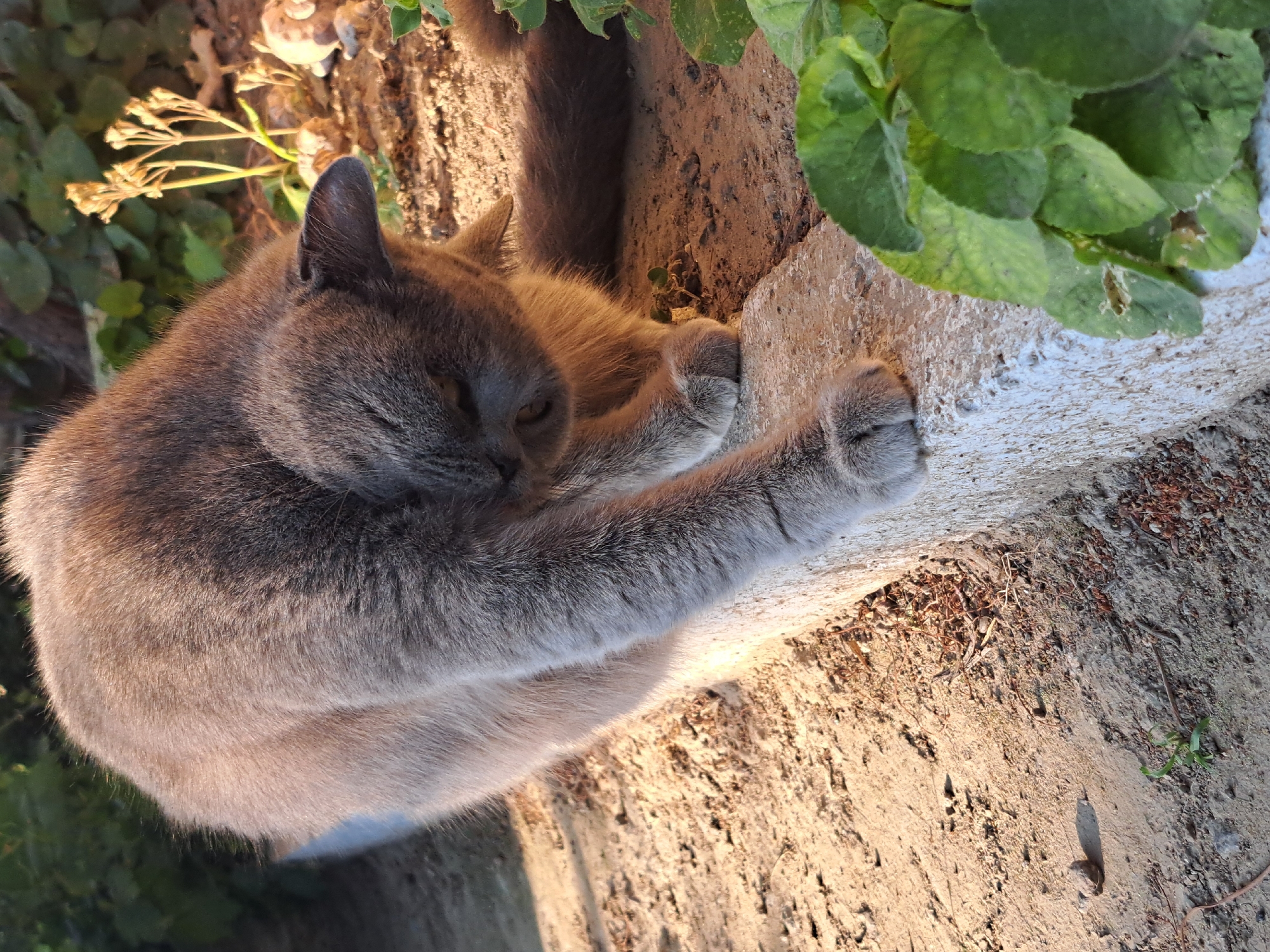 A grey cat is shown outdoors, grooming its paw while sitting on a low concrete ledge. The cat is facing downwards, with its head bent towards its paw. The ground beneath the cat is dirt and small stones, with some dry vegetation and green plants in the background and foreground. The lighting suggests it is either early morning or late afternoon, casting long shadows. The scene appears to be in a garden or yard setting, with a sense of natural light and a focus on the cat's activity. There are no people or man-made structures immediately visible apart from the concrete ledge.