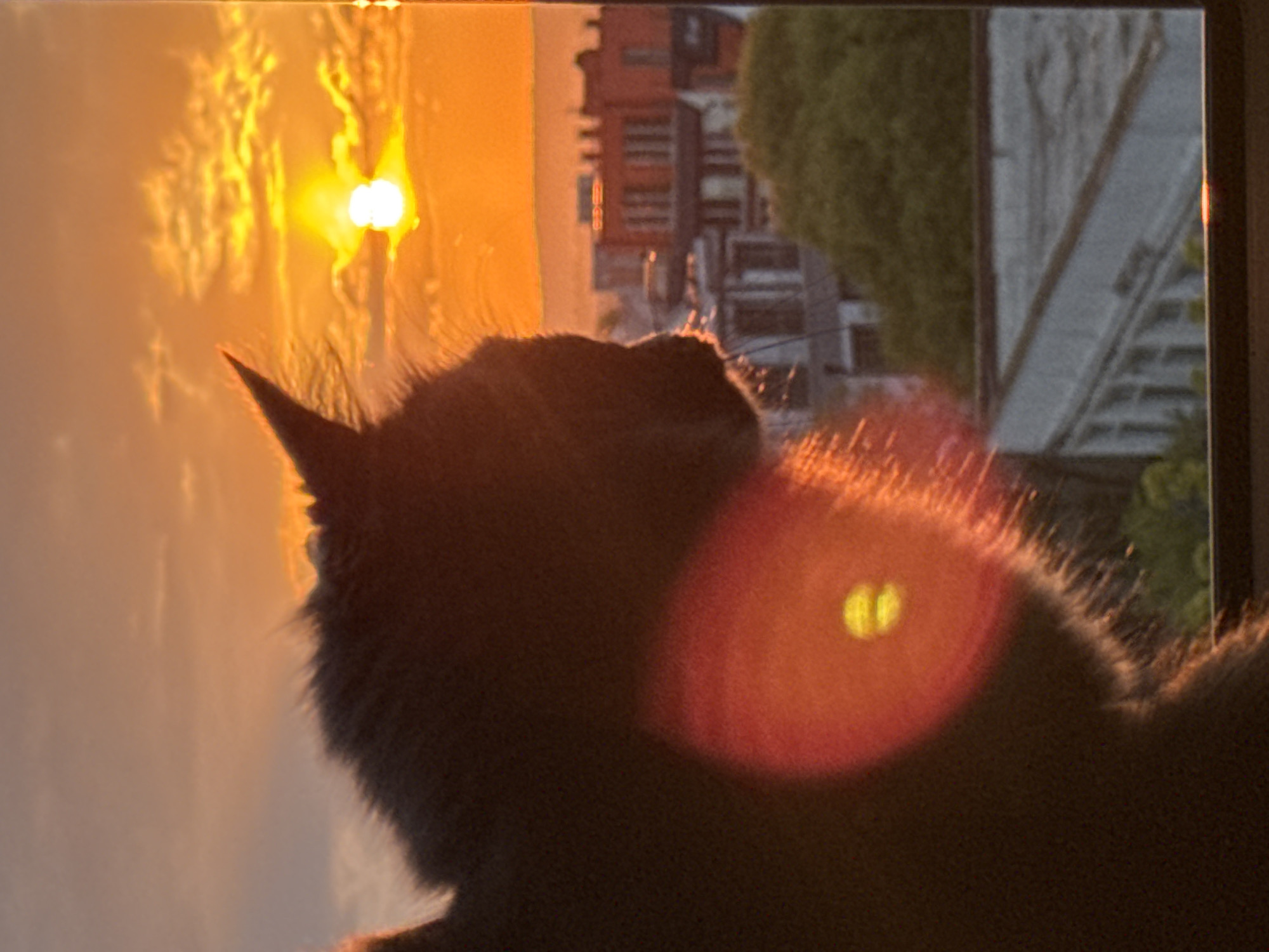 This striking image, potentially rotated 90 degrees counter-clockwise, captures a dramatic sunrise or sunset over the city of Varna, Bulgaria, with a cat prominently silhouetted in the foreground.
The primary subject is a cat, viewed from behind and slightly to the side, looking upwards and to the left. Its dark silhouette is strongly contrasted against the bright sky, with individual hairs along its head, back, and ears brilliantly illuminated by the golden light, creating a distinct halo. The cat's ears are sharply pointed, suggesting it is attentive or enjoying the warm glow.
The scene is dominated by the intense light of the sun, a brilliant white-yellow orb, positioned towards the top left of the frame. It casts a vivid orange and yellow glow across the sky, indicating either early morning or late evening. In the background, beyond the cat, a cityscape of buildings with visible architectural details and windows can be discerned, silhouetted against the bright sky, confirming an urban setting.
A large, circular, red-orange lens flare with two distinct bright spots is prominent on the right side of the image, overlapping parts of the cat and the background. This flare is a notable detail, emphasizing the powerful light source and adding an artistic effect to the photograph. The clear sky suggests fine weather. There is no visible text in the media file.
