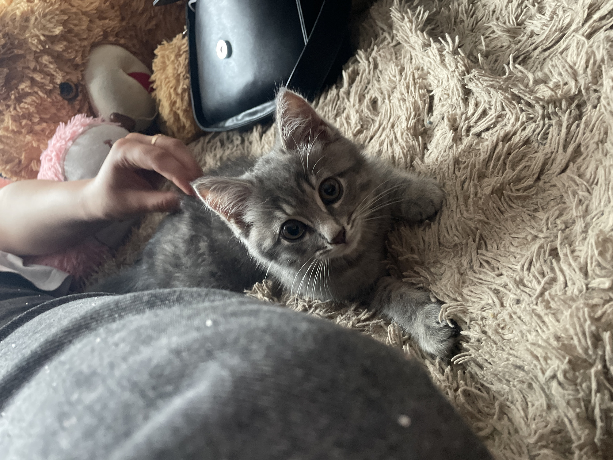 A tabby kitten is lying on a fuzzy, beige carpet. The kitten's front paws are extended. To the left of the kitten, a person's leg covered in a grey garment is visible. In the background, a large brown teddy bear and a black bag are present. The scene appears to be indoors. The location is not specified within the image, so a location in Медведево, Russia, cannot be determined.