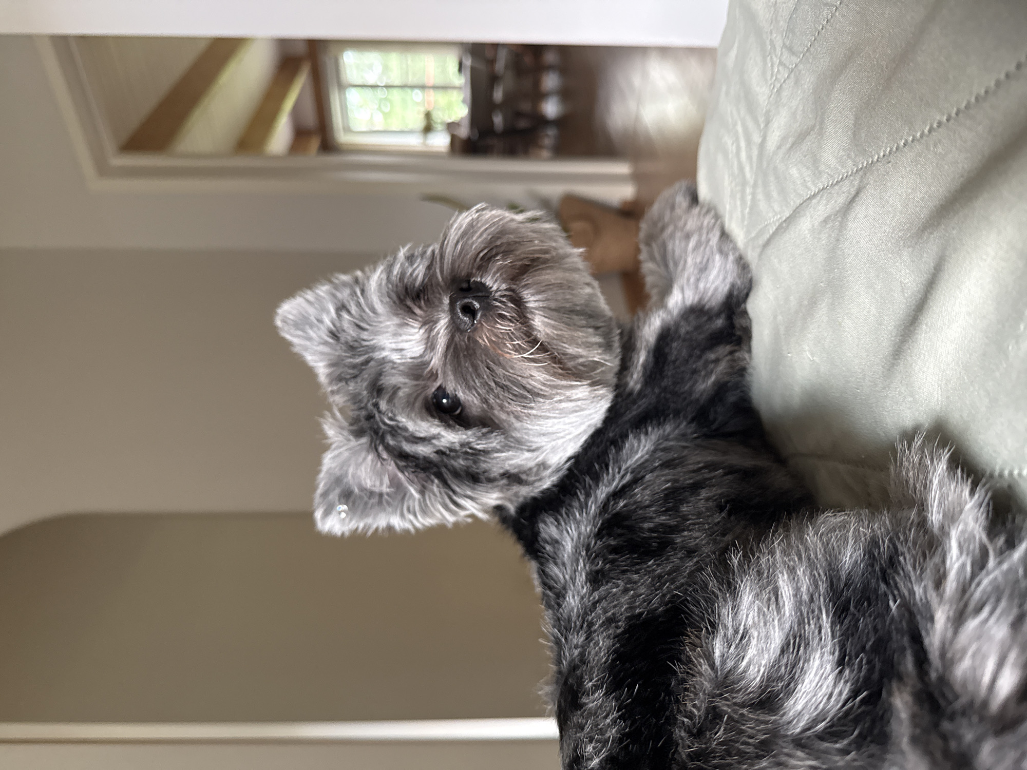 The image shows a close-up of a small, grey, fluffy dog with a beard, lying on a light green, quilted surface. The dog's fur is a mix of dark and light grey, with lighter grey around its face and beard. Its eyes are dark and looking towards the right of the frame. The background is softly blurred, showing what appears to be an interior setting with a doorway leading to another room. In the distant room, a window is visible, letting in natural light, and furniture like tables and chairs can be vaguely discerned. There are no people or identifiable landmarks present in the image that would suggest a specific location within Chaikovsky, Russia. The lighting suggests it is daytime, with soft, natural light illuminating the scene.