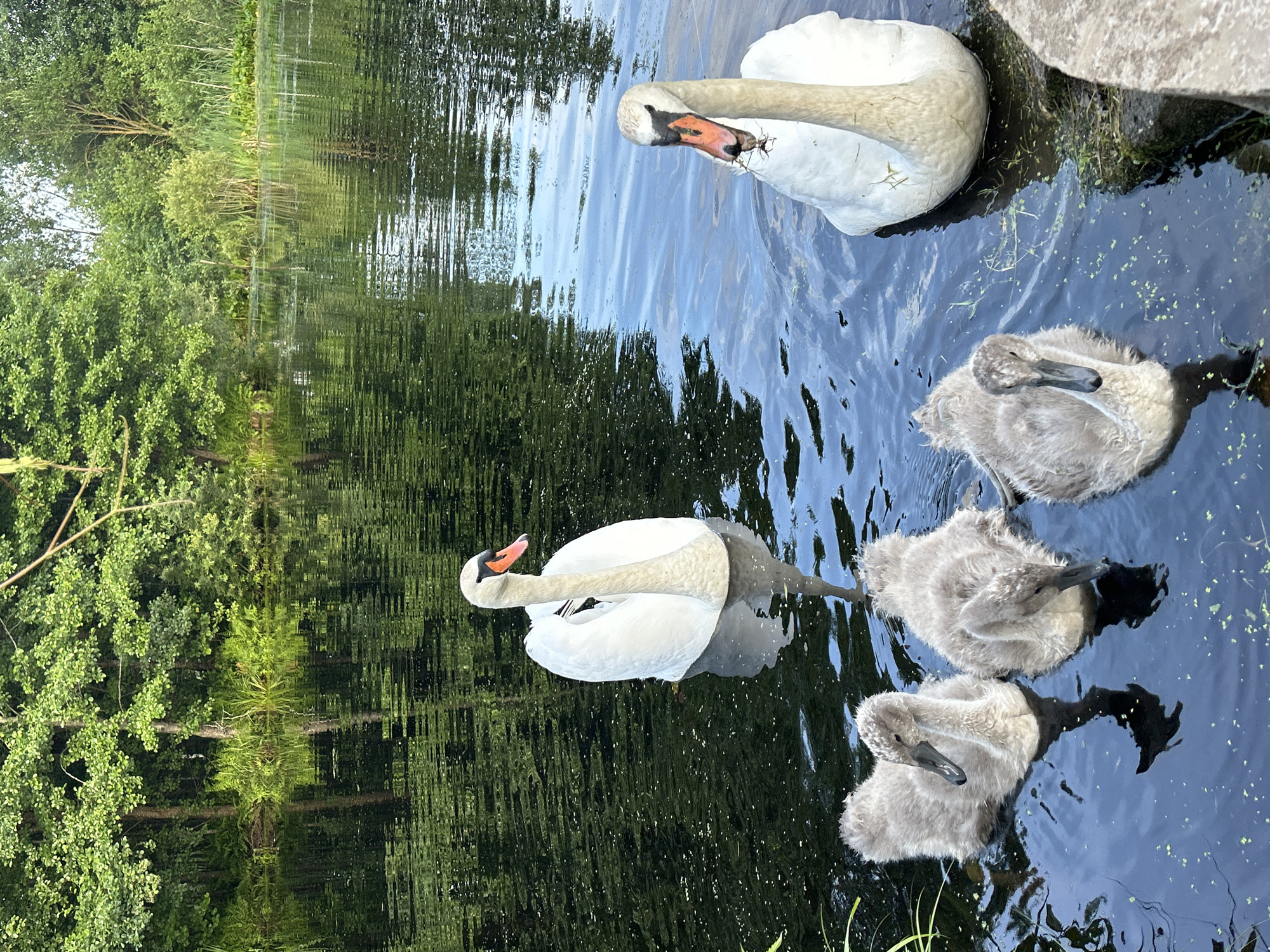 A family of Mute Swans, consisting of two adults and four cygnets, swims in a calm body of water. The adult swans are white with orange beaks, while the cygnets are covered in fluffy gray down. The water is dark and reflects the lush green trees and foliage that line the bank of the river. The scene appears serene and natural, suggesting a peaceful moment in a wildlife setting.