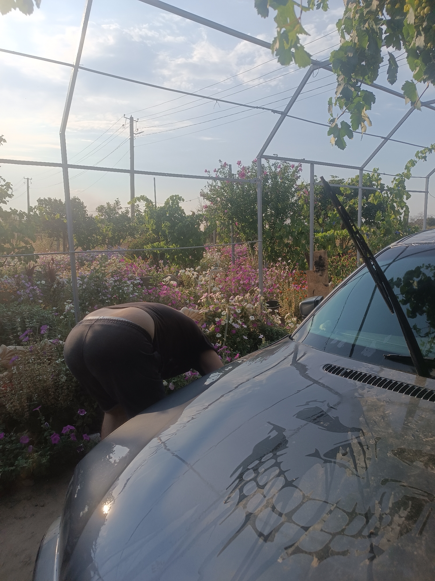 In Vypasne, Ukraine, a person wearing dark shorts and a black t-shirt is bent over near the hood of a grey car, seemingly washing it. The car's hood is wet, reflecting the sky. A windshield wiper is visible on the car's windshield. The scene is set outdoors amidst a garden with numerous blooming pink and white flowers. In the background, there are trees, a fence, and utility poles with power lines against a bright sky with some clouds.