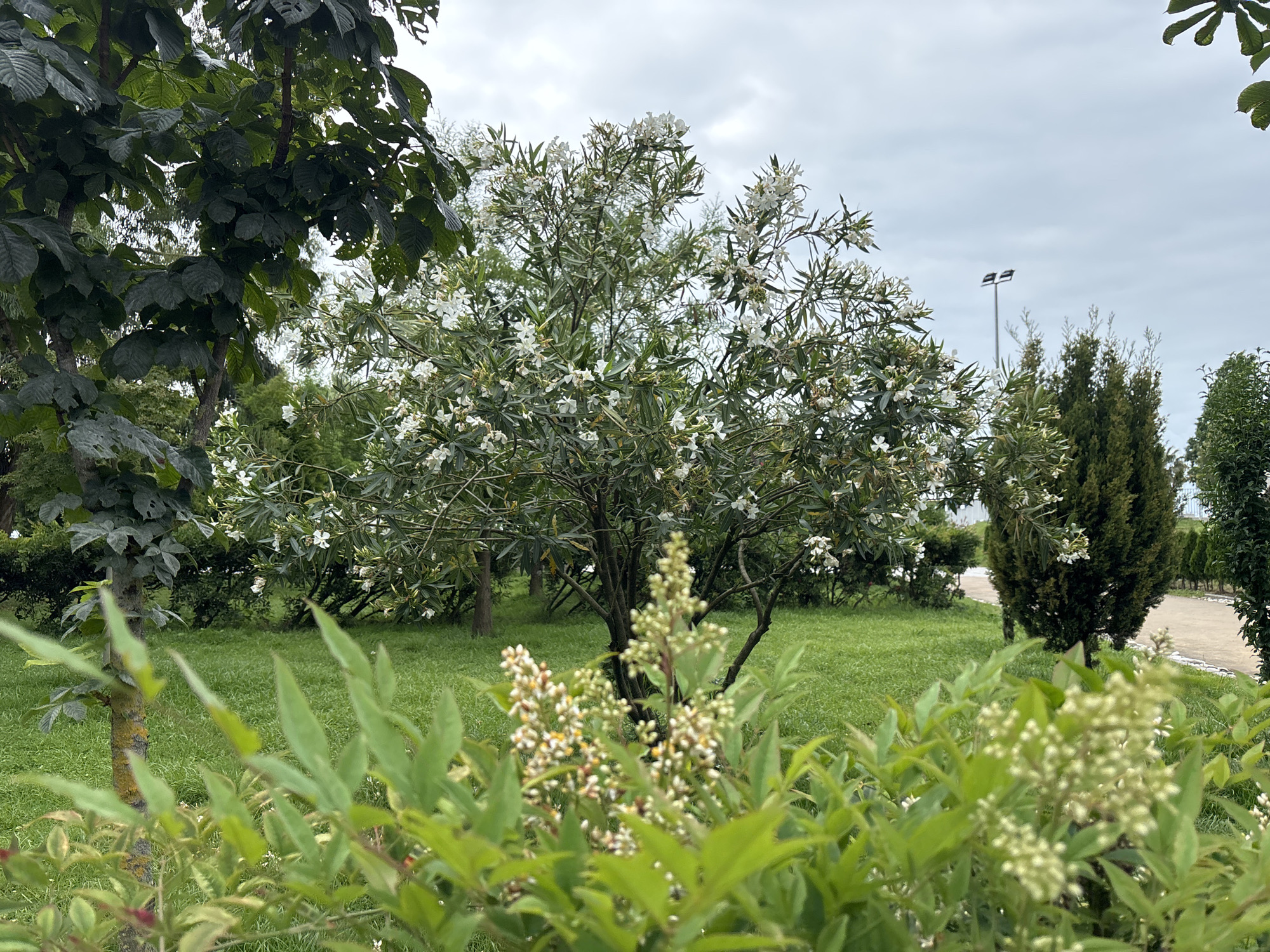 The image depicts a lush green park area in Batumi, Georgia, under a cloudy sky. In the foreground, a blurred out branch of a shrub with small white and yellow flowers is visible. Behind this, a central tree with abundant white flowers is prominent. To the left, the dark green, large leaves of another tree are visible. Further back, a dark green, conical evergreen tree stands, and beyond that, a path lined with more trees is visible. A tall, modern lamppost with two lamps stands in the middle ground, against the sky. The ground is covered in short, well-maintained green grass. The overall scene suggests a public park or garden space.